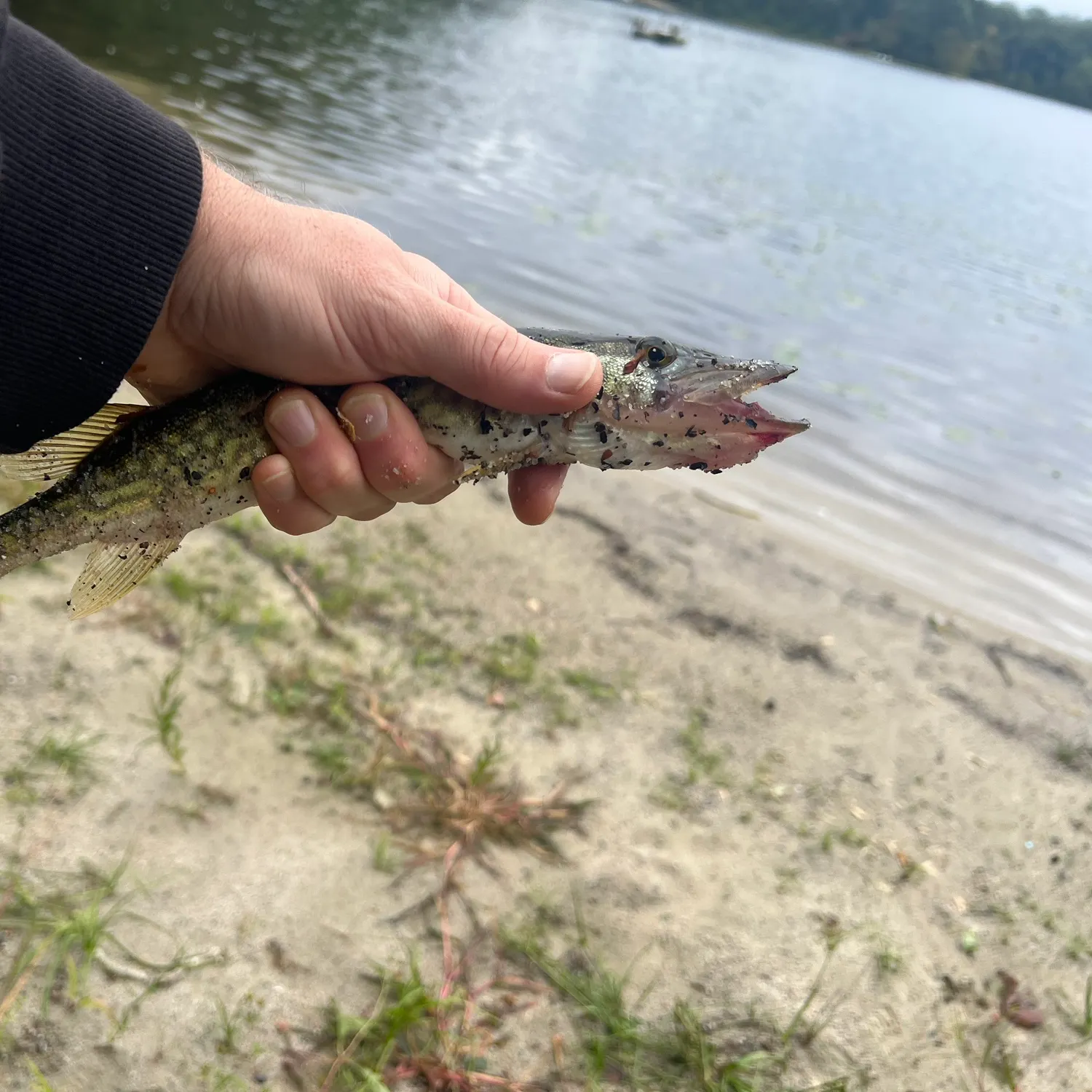 Chain pickerel caught on Fishbrain