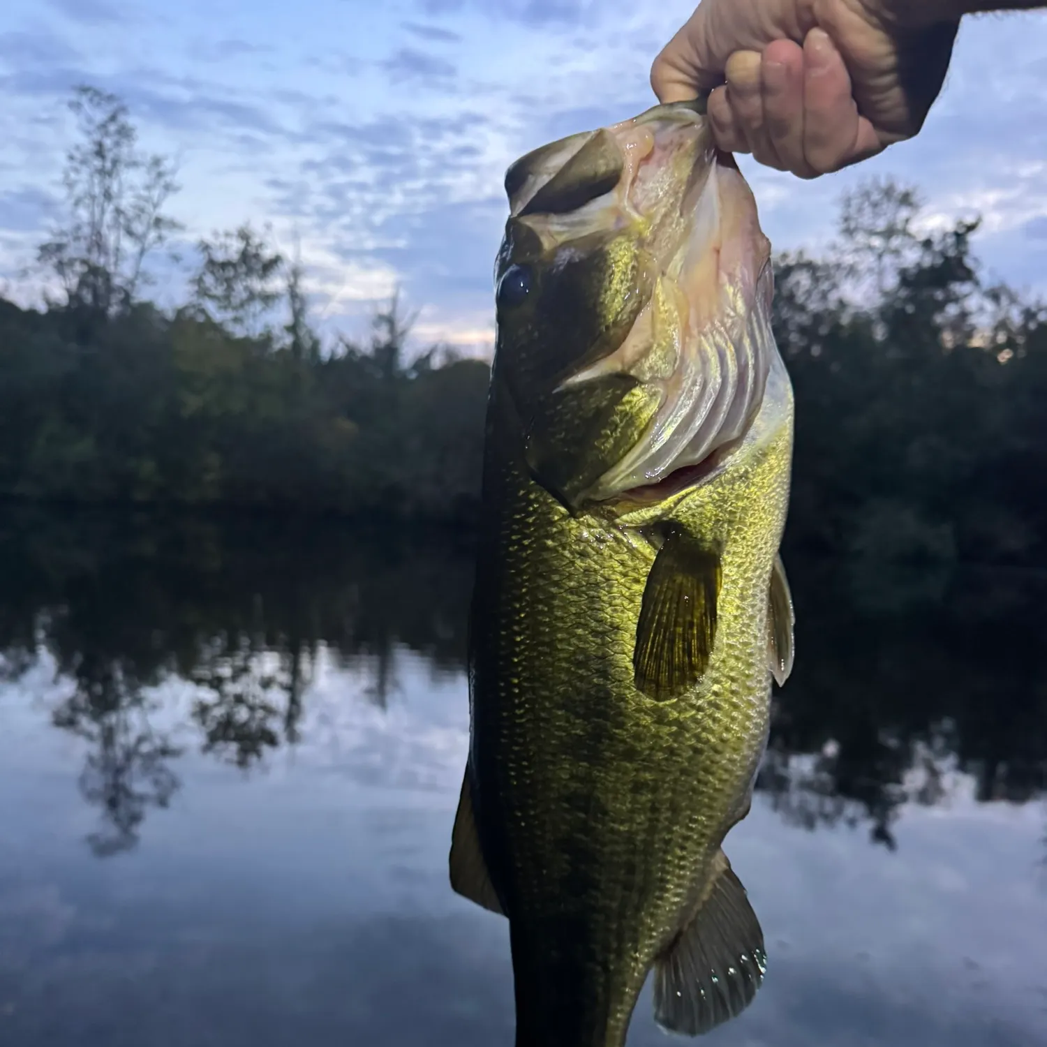 Largemouth bass caught on Fishbrain