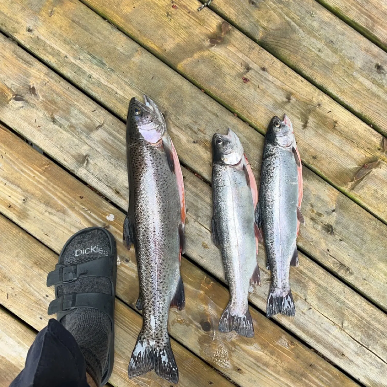 recently logged catches