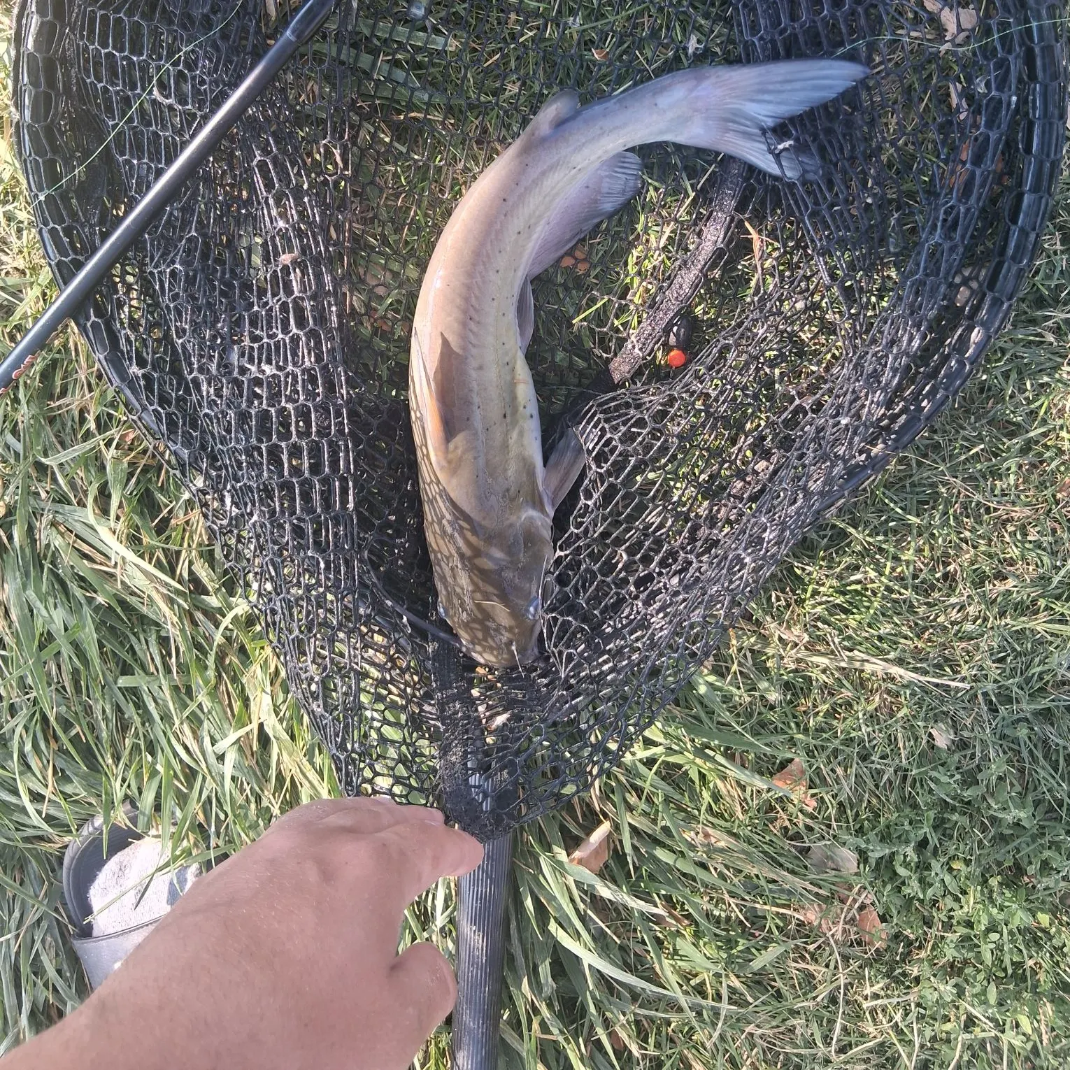 catch