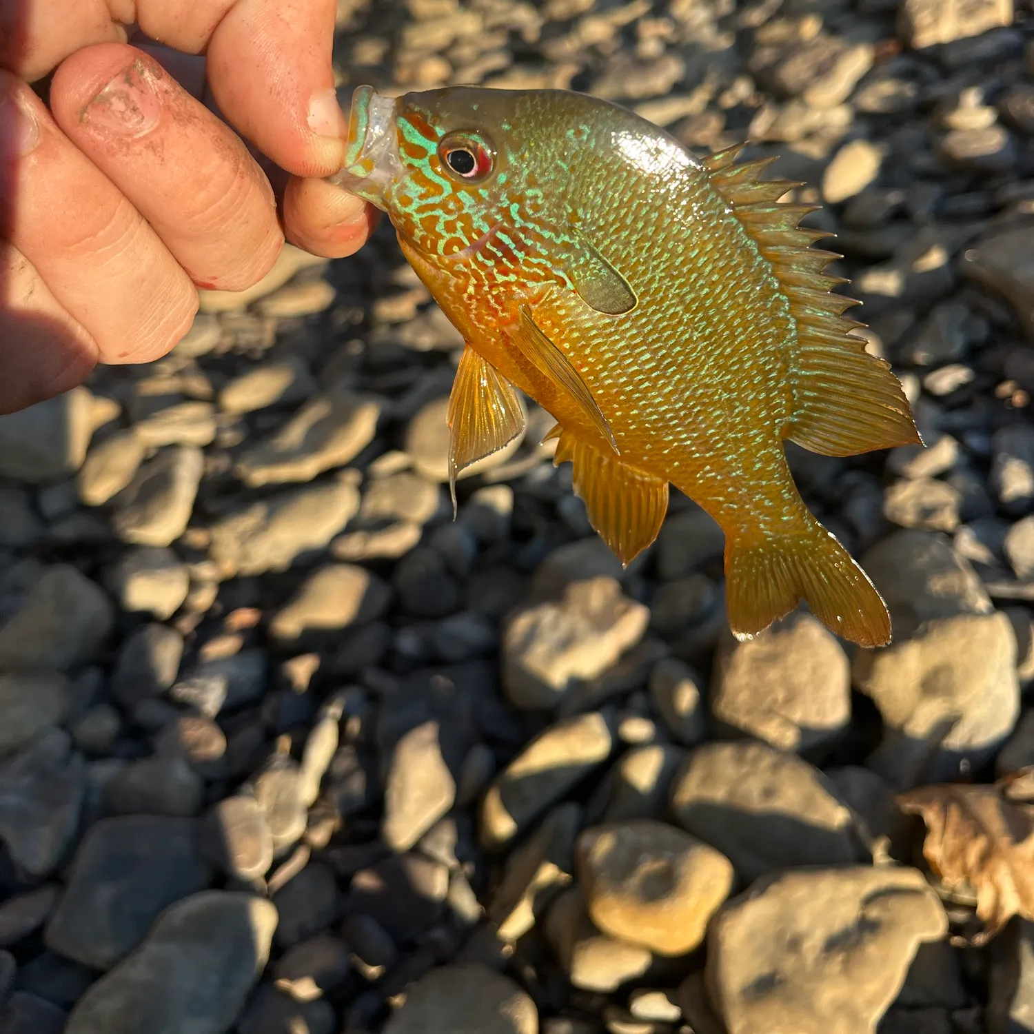 Longear sunfish caught on Fishbrain