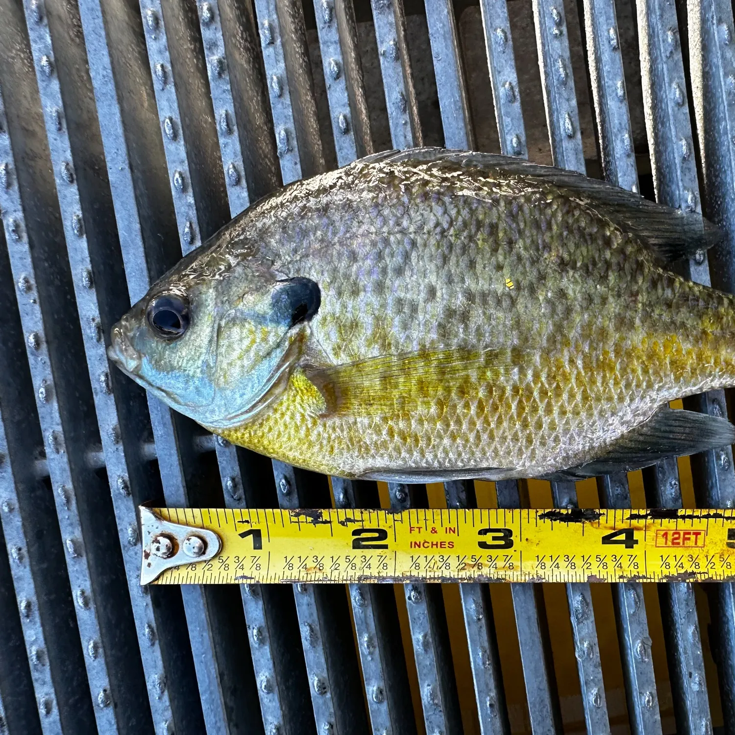 Bluegill caught on Fishbrain