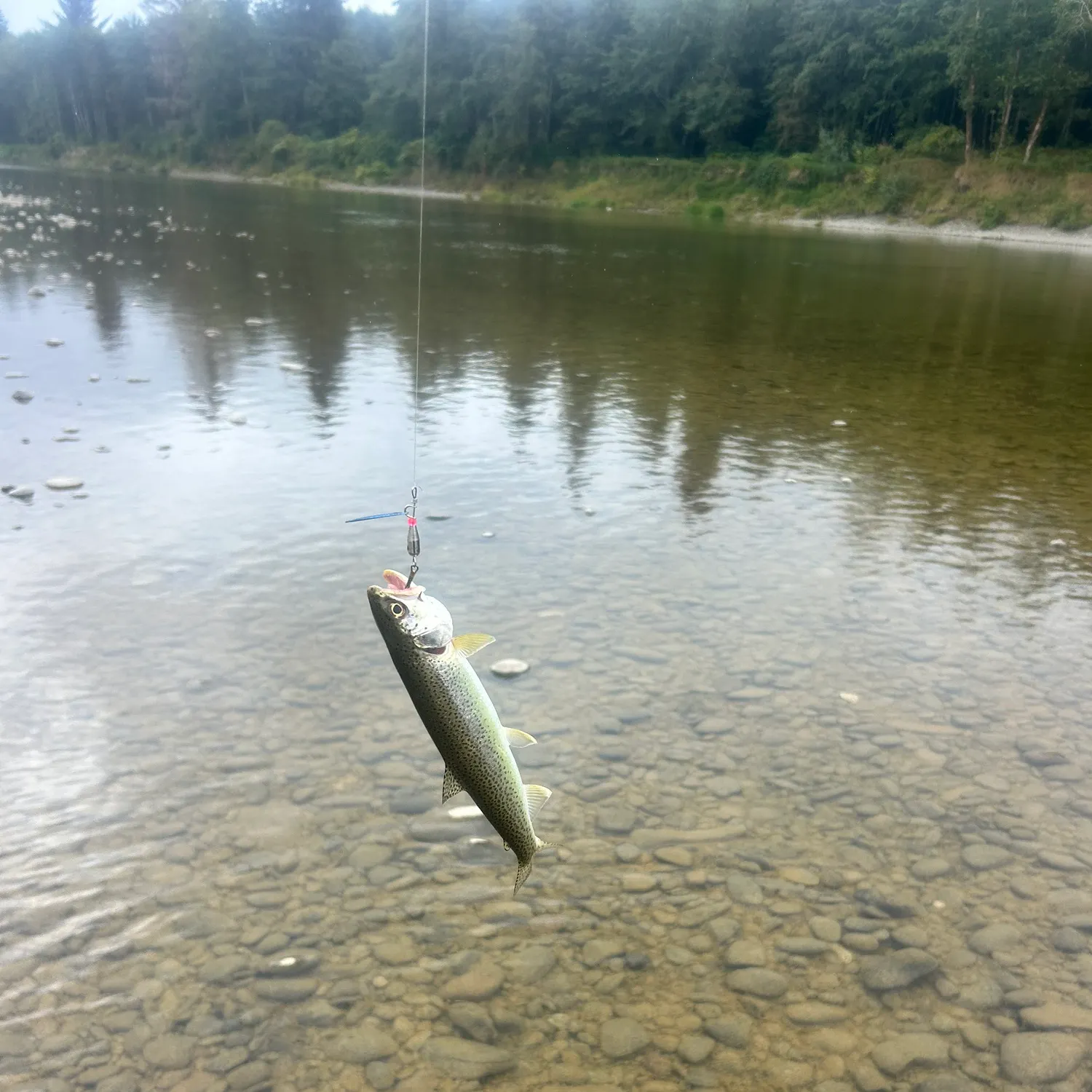 The most recent Coastal cutthroat trout catches on Fishbrain