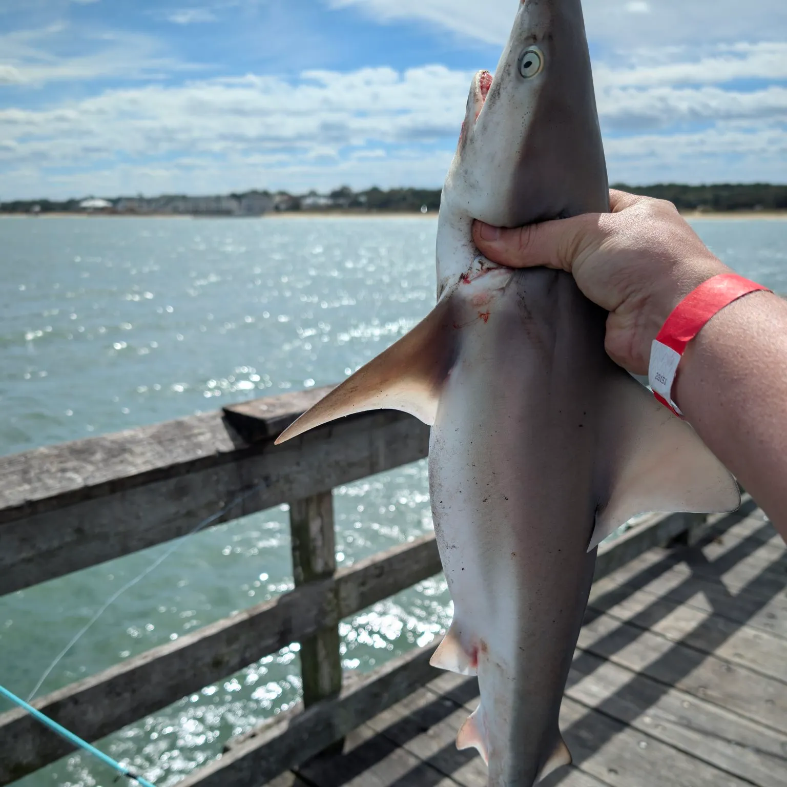 Atlantic sharpnose shark caught on Fishbrain