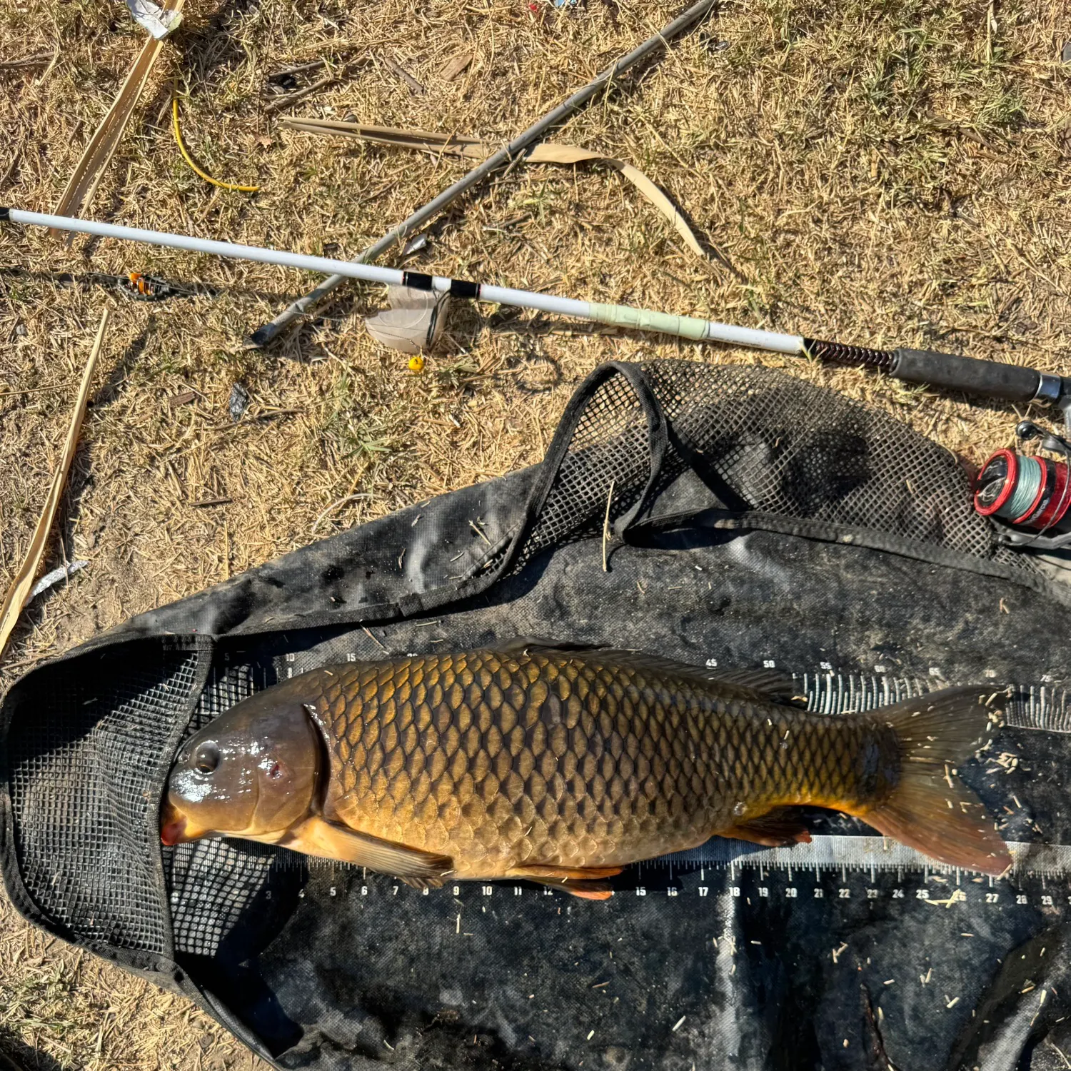 Common carp caught on Fishbrain
