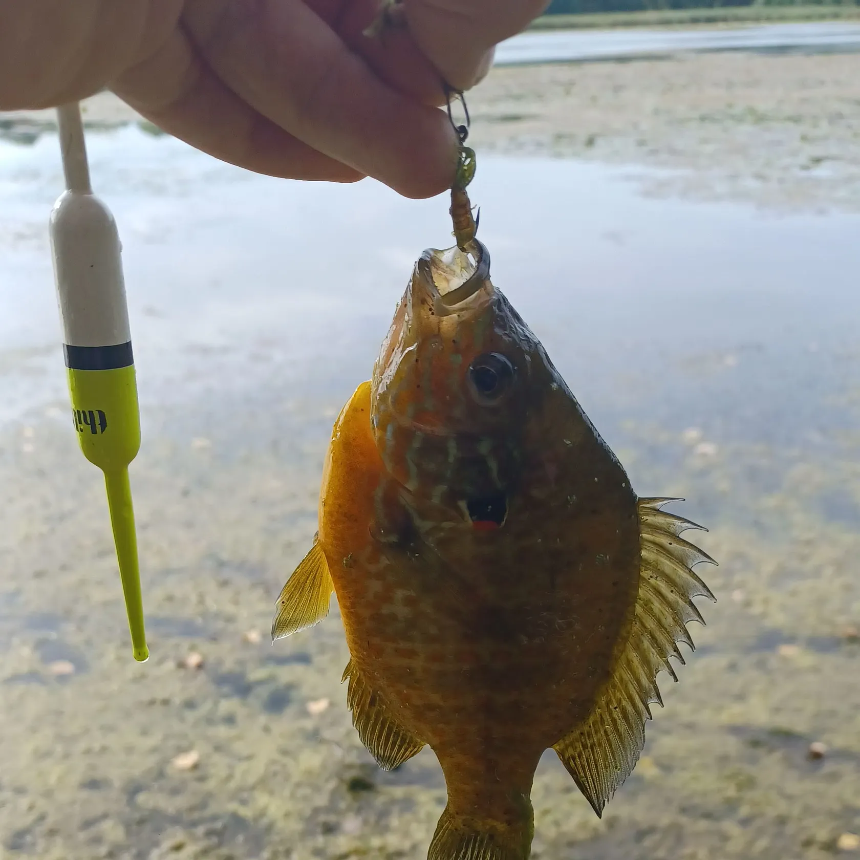 Pumpkinseed caught on Fishbrain