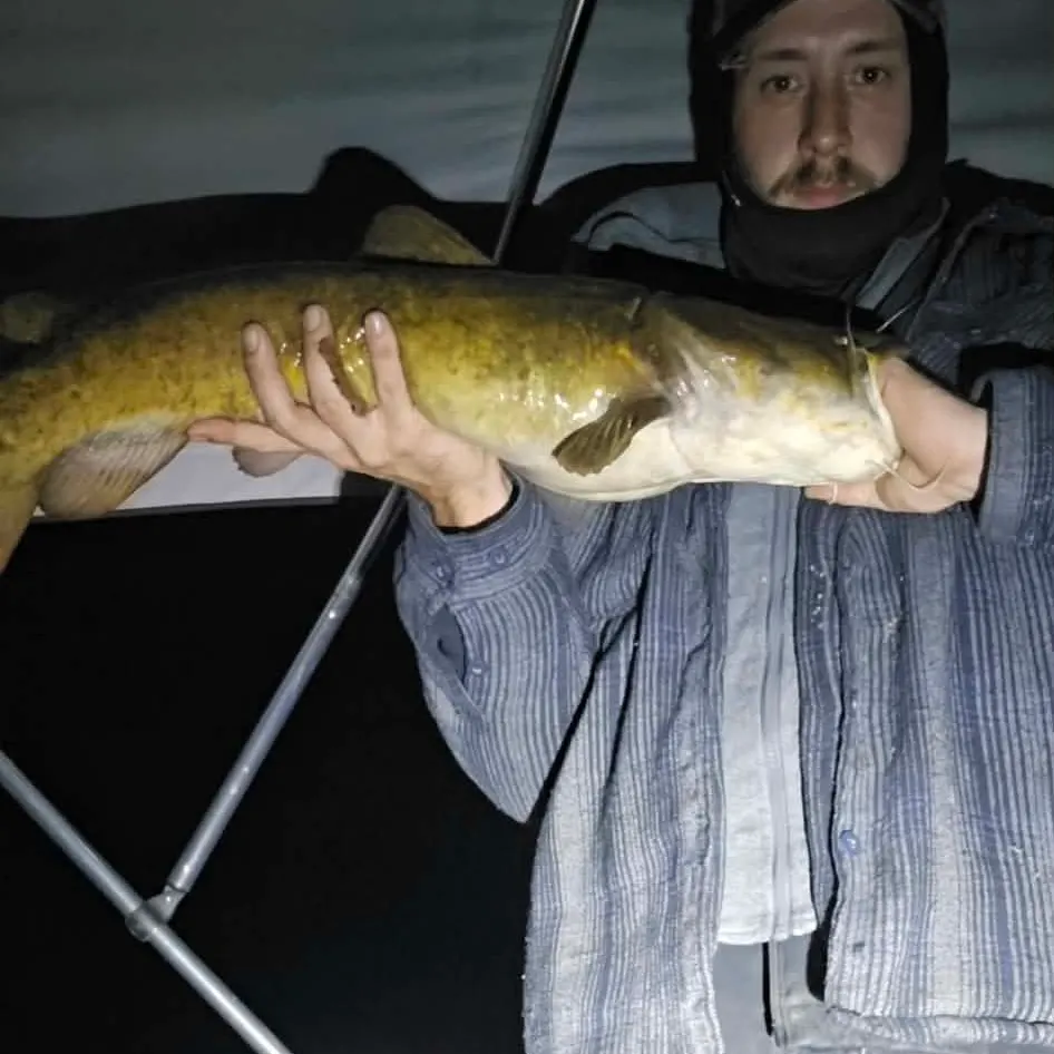Flathead catfish caught on Fishbrain