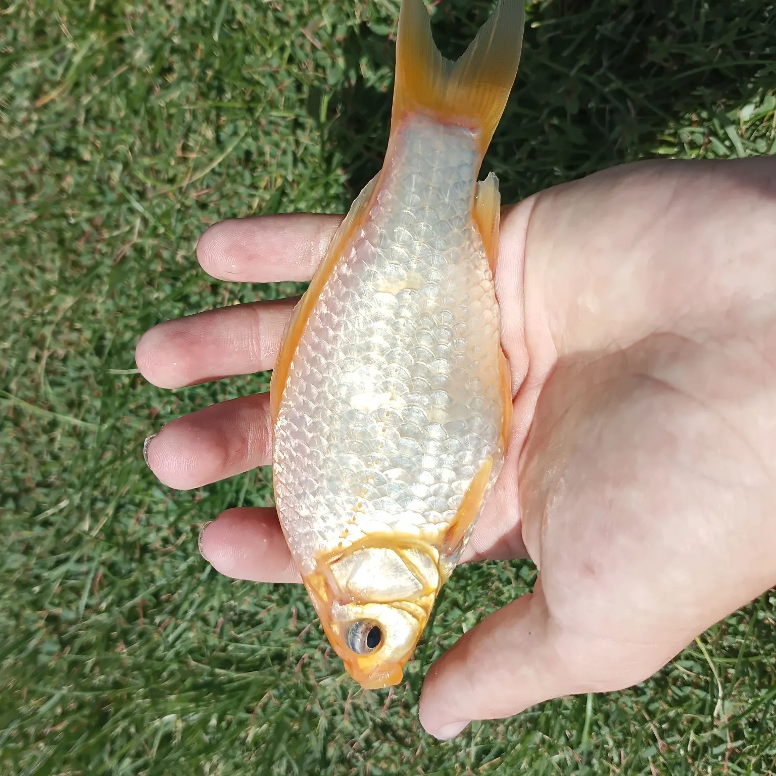 Goldfish caught on Fishbrain