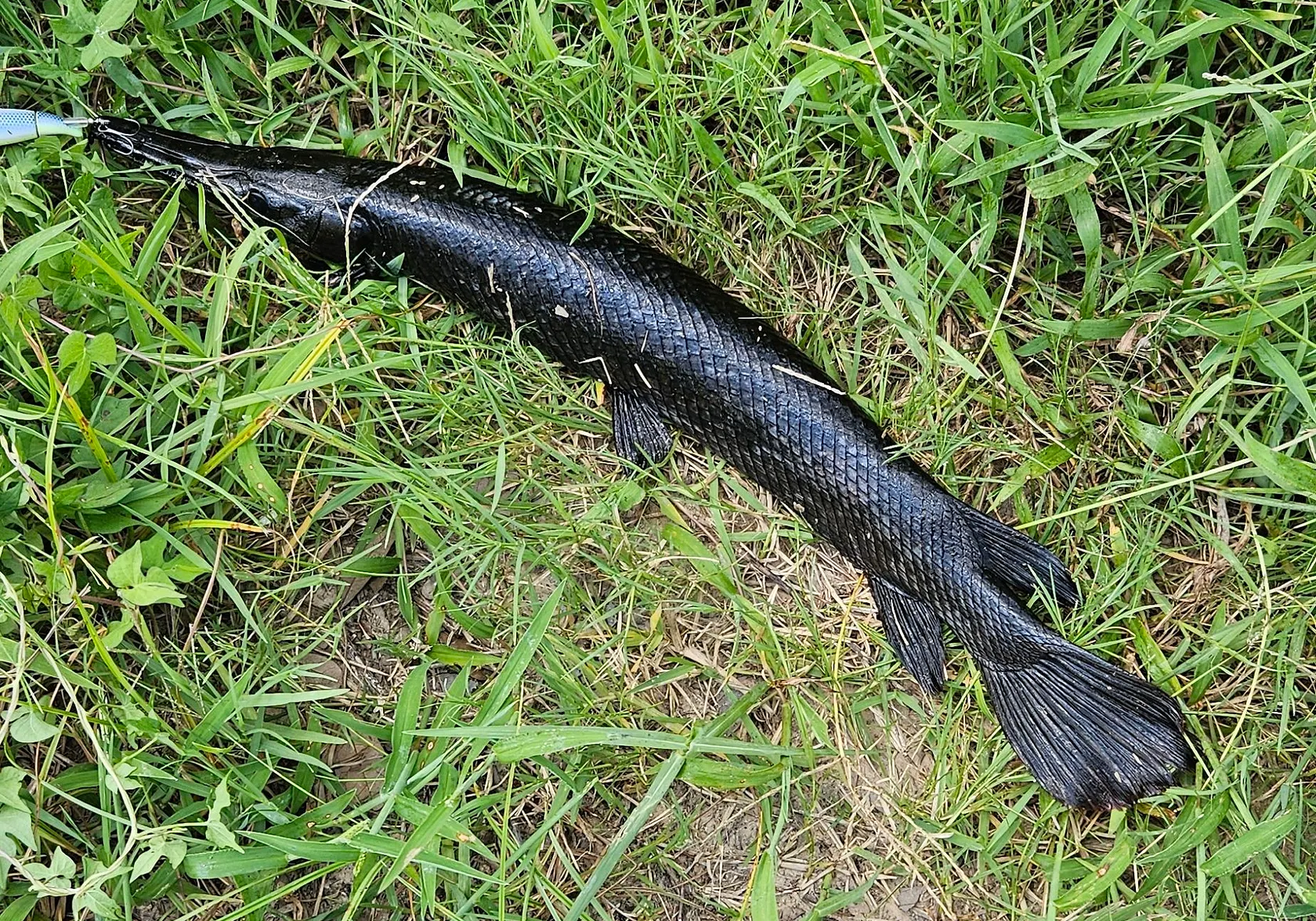 Alligator gar