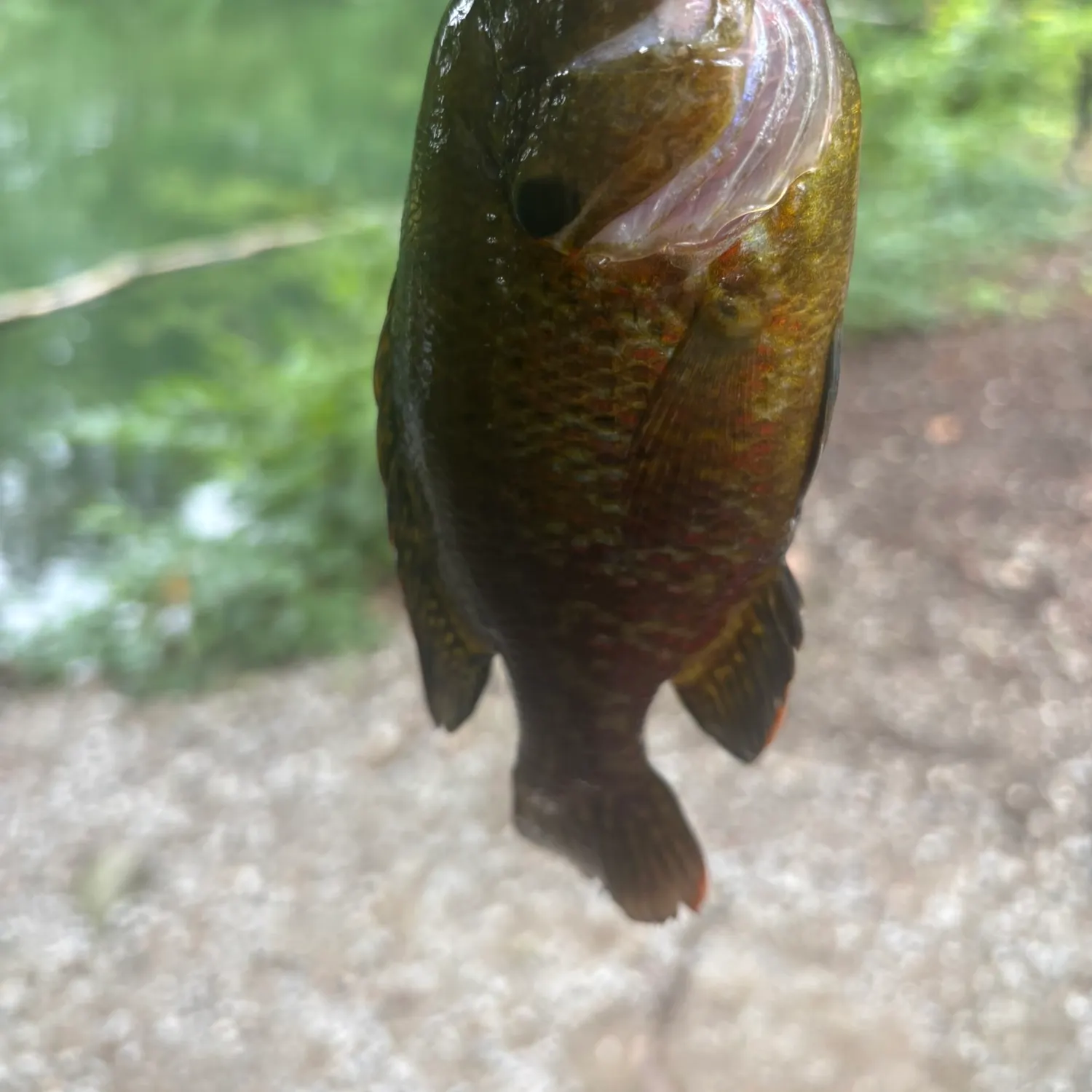 The most recent Warmouth catches on Fishbrain