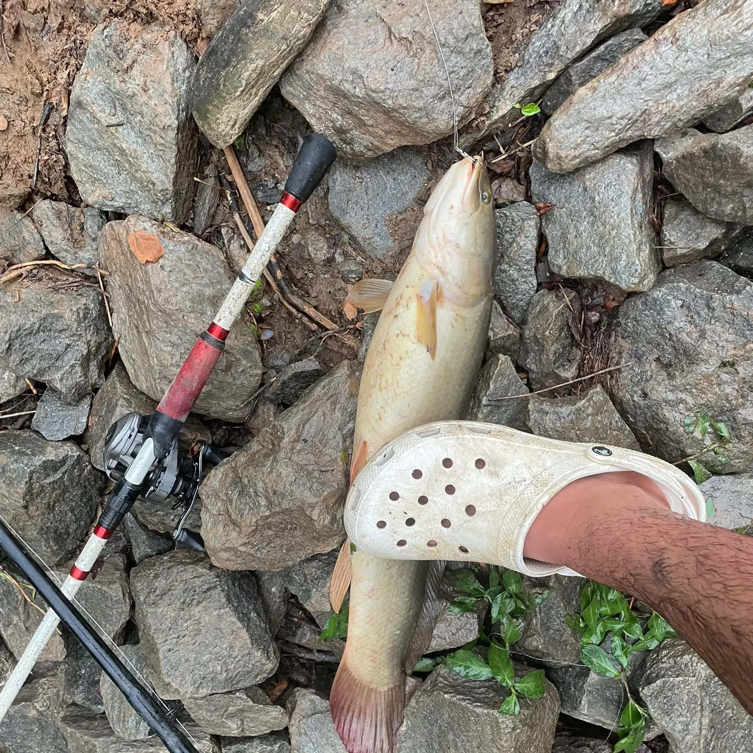 The most recent Ruddy bowfin catches on Fishbrain