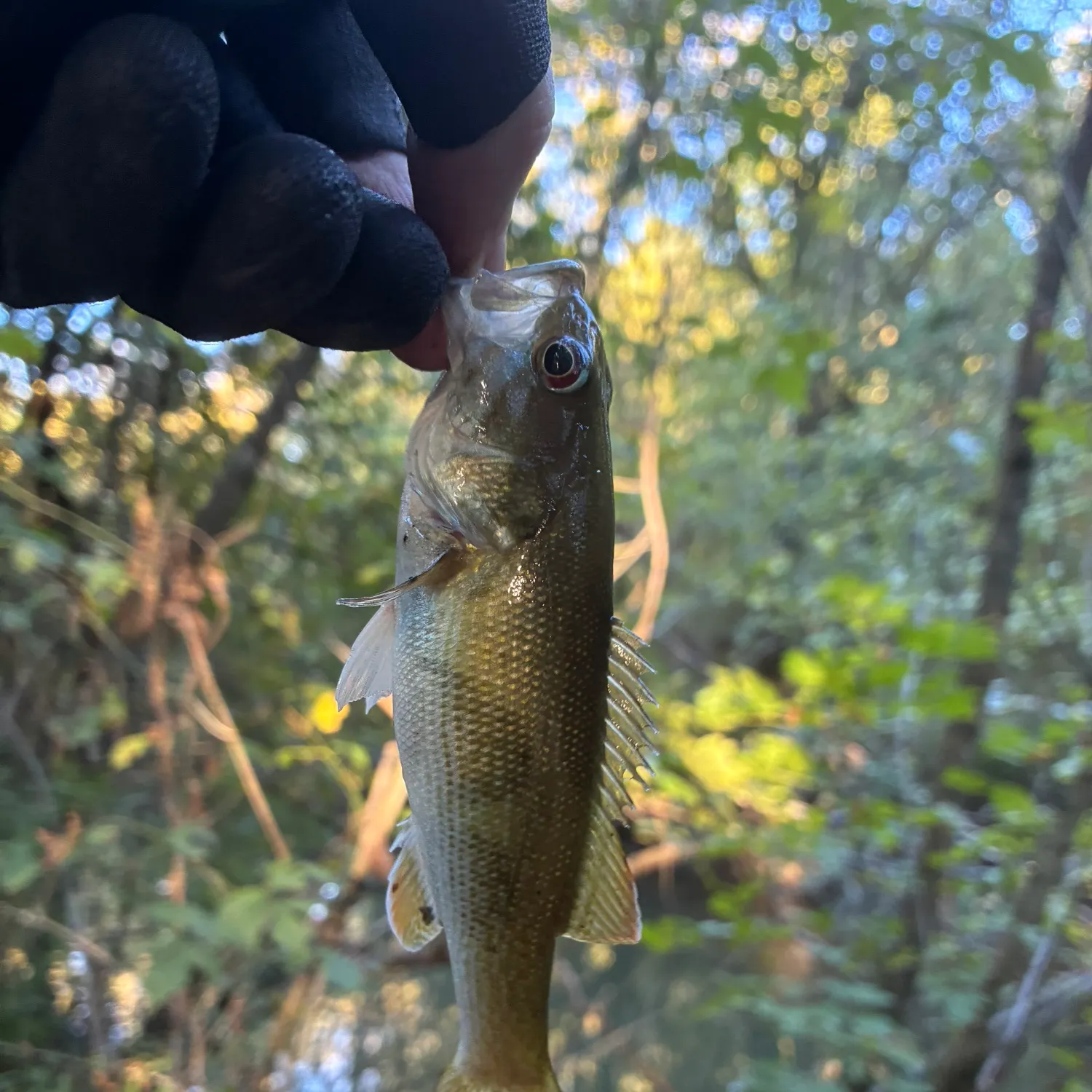Spotted bass caught on Fishbrain