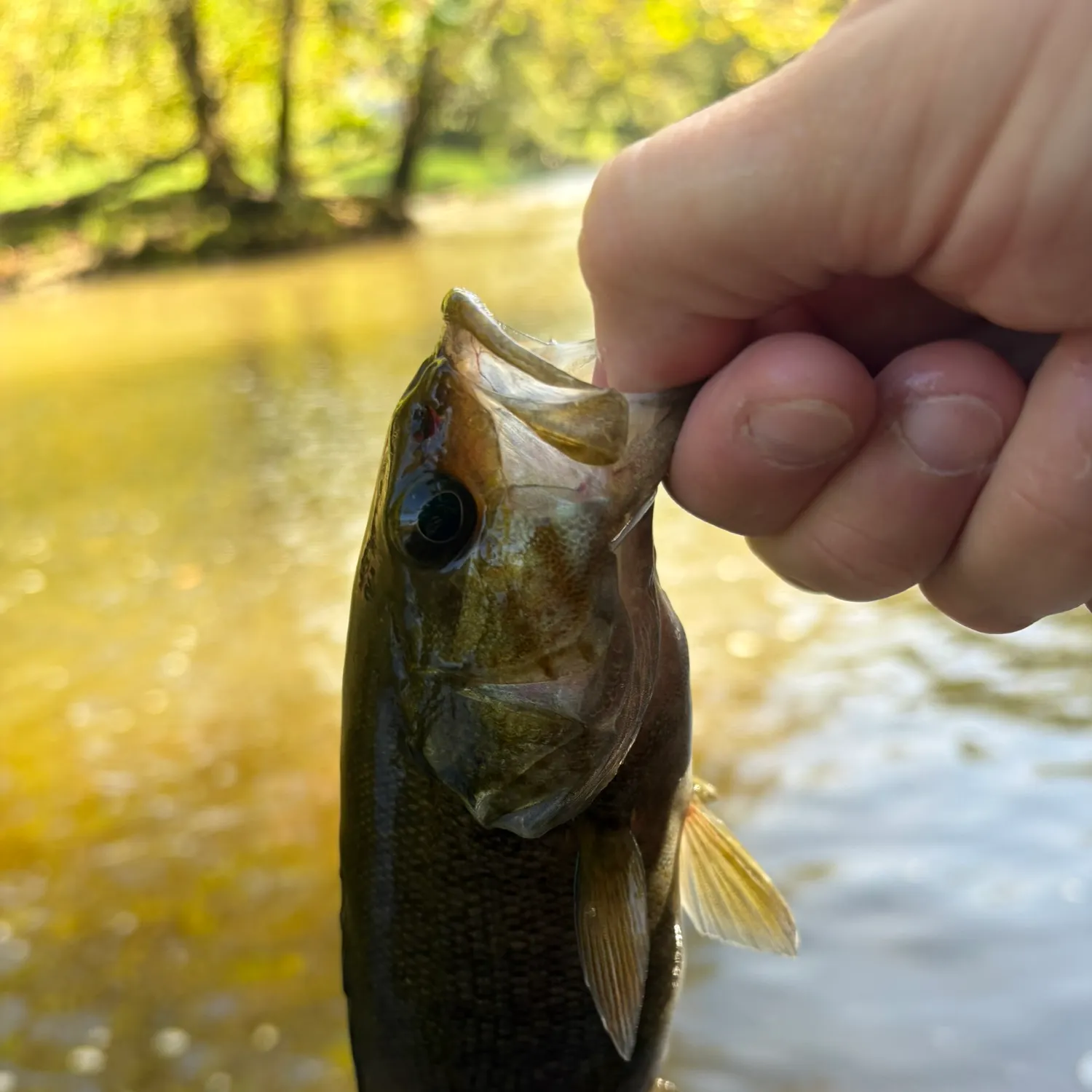 Smallmouth bass caught on Fishbrain