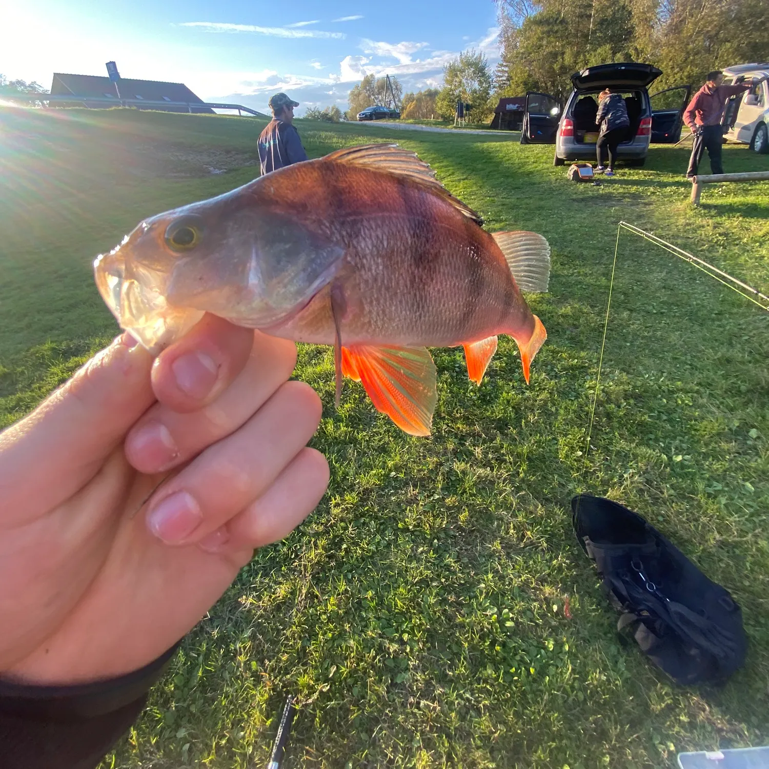 European perch caught on Fishbrain