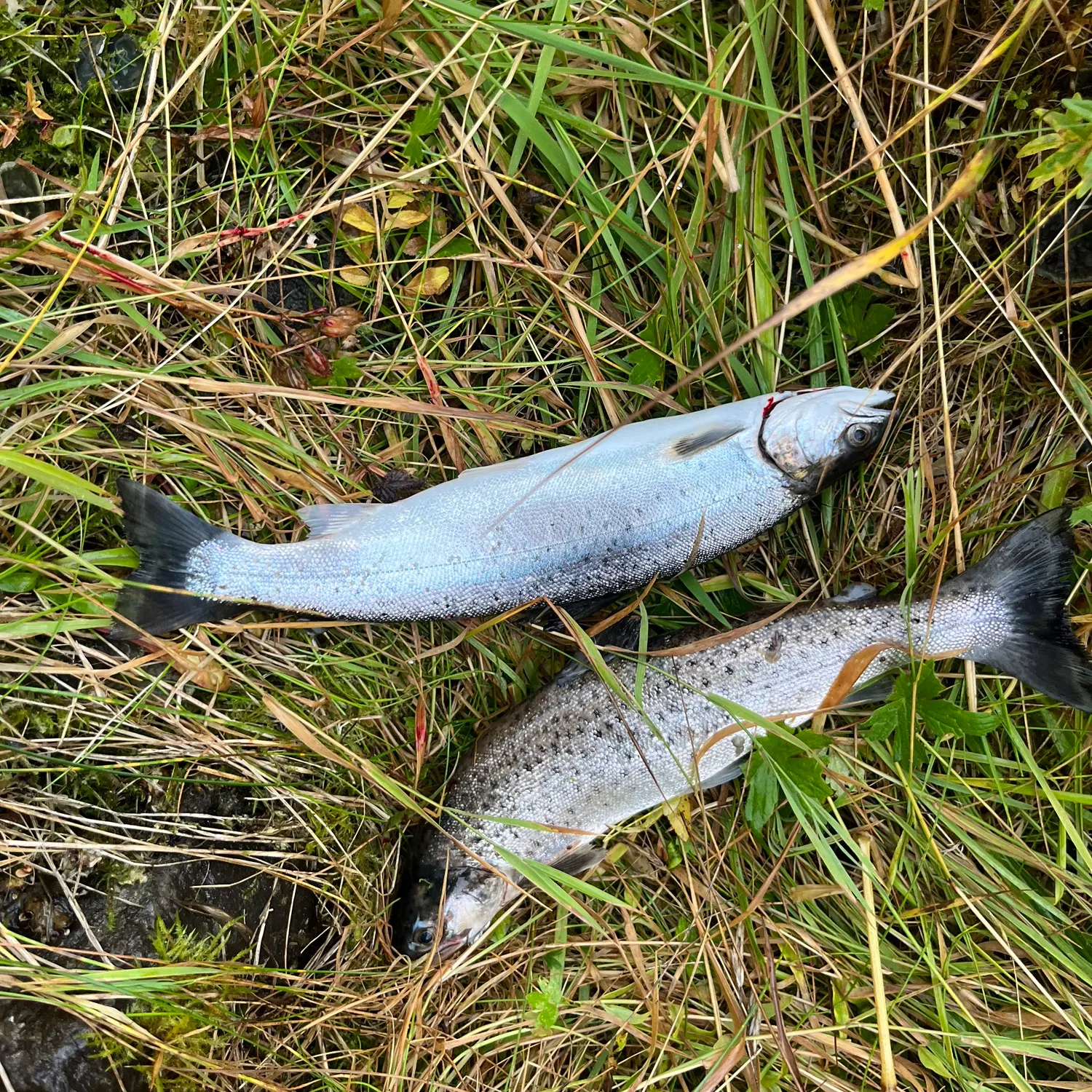 Fish caught on Fishbrain