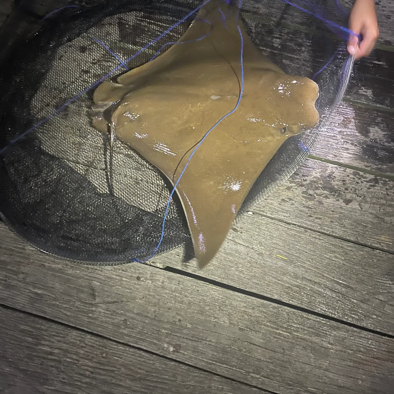 The most recent Cownose Ray catches on Fishbrain