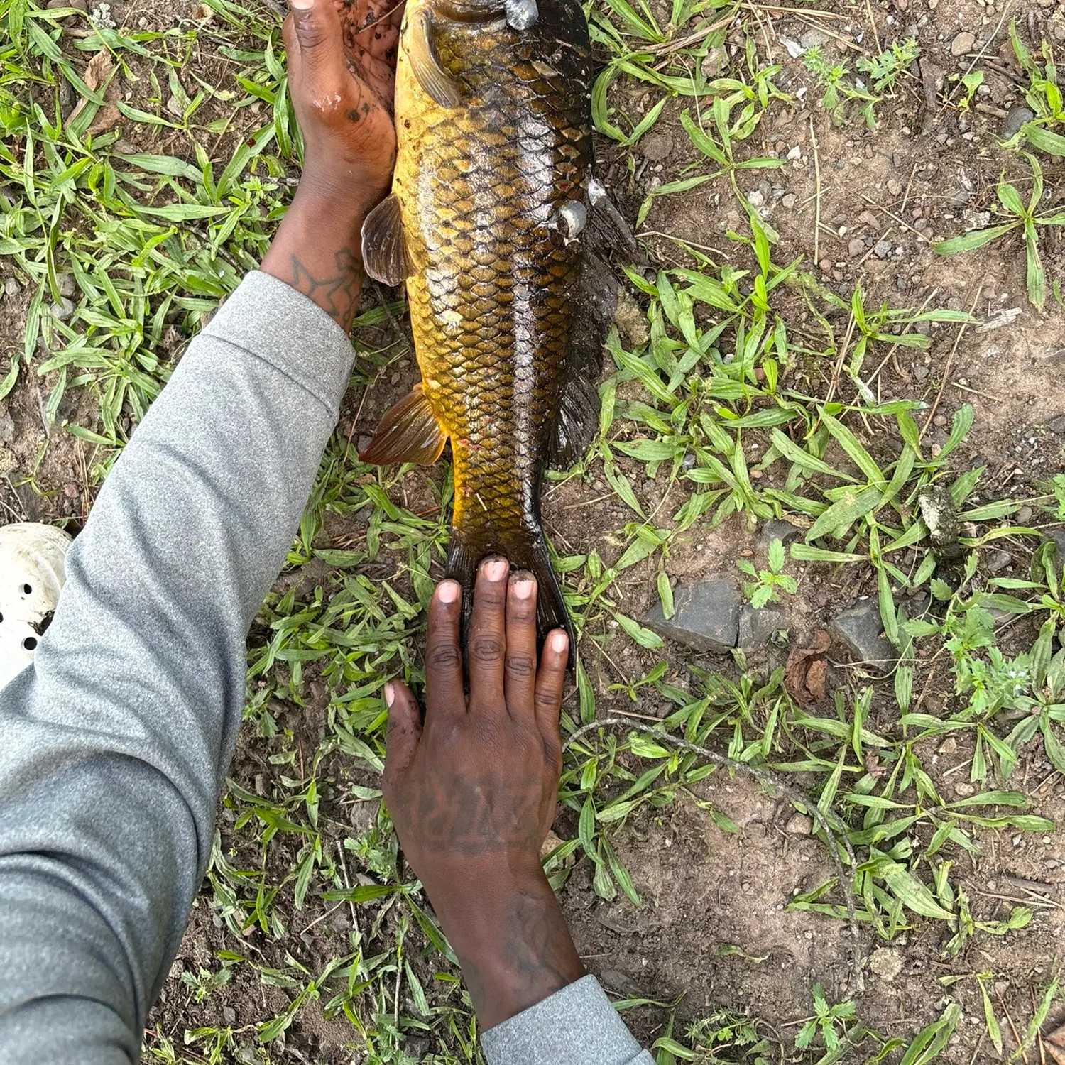 The most recent Common carp catches on Fishbrain