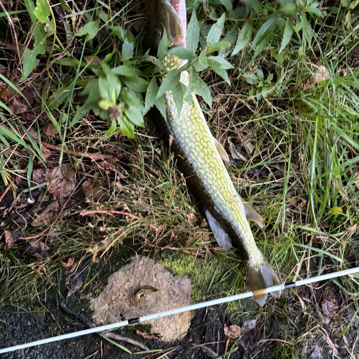 Chain pickerel caught on Fishbrain