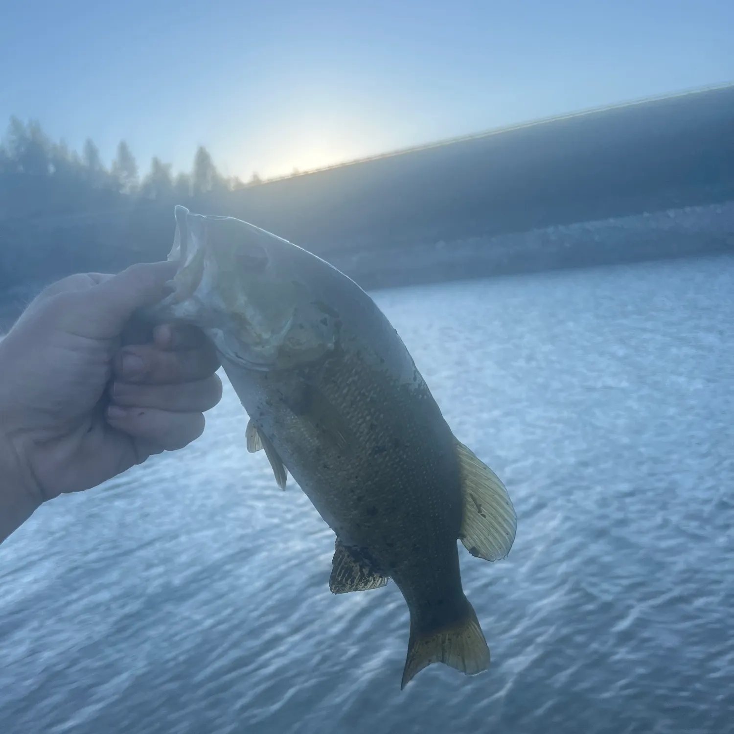 Smallmouth bass caught on Fishbrain