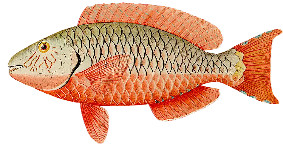 Redtail parrotfish