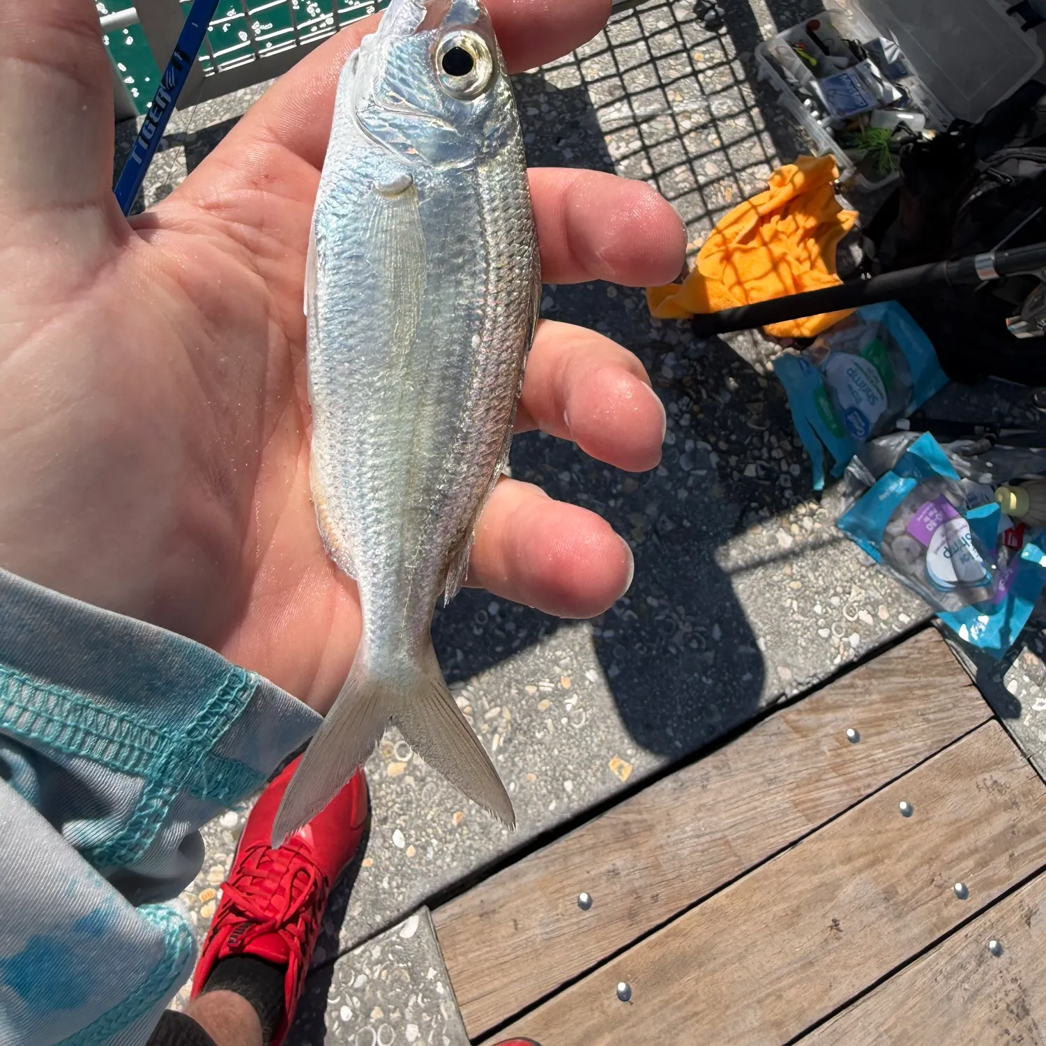 The most recent Atlantic spotfin mojarra catches on Fishbrain