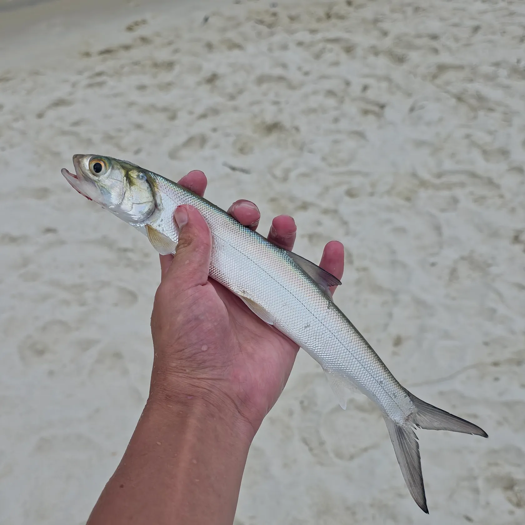 Ladyfish caught on Fishbrain