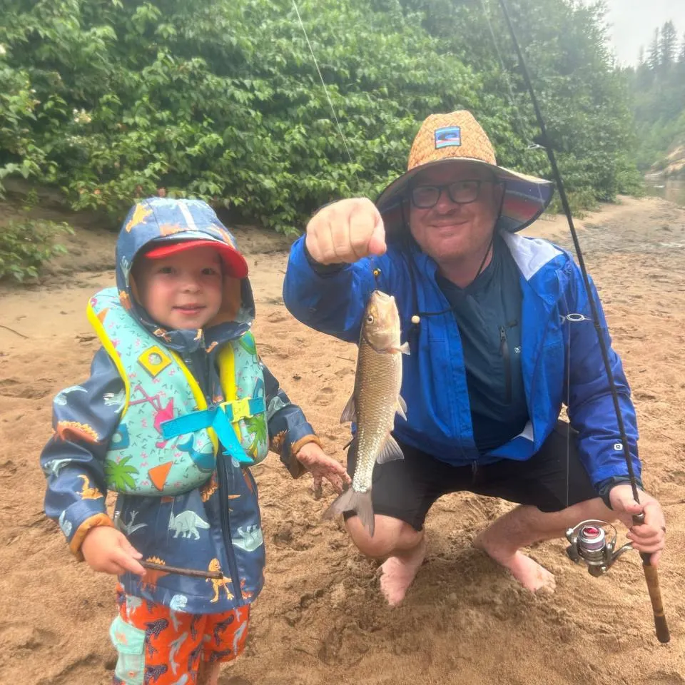 White sucker caught on Fishbrain