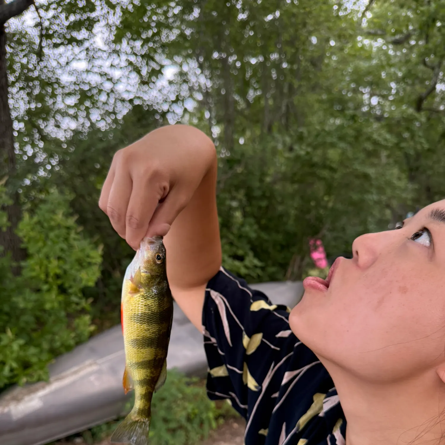 Yellow perch caught on Fishbrain