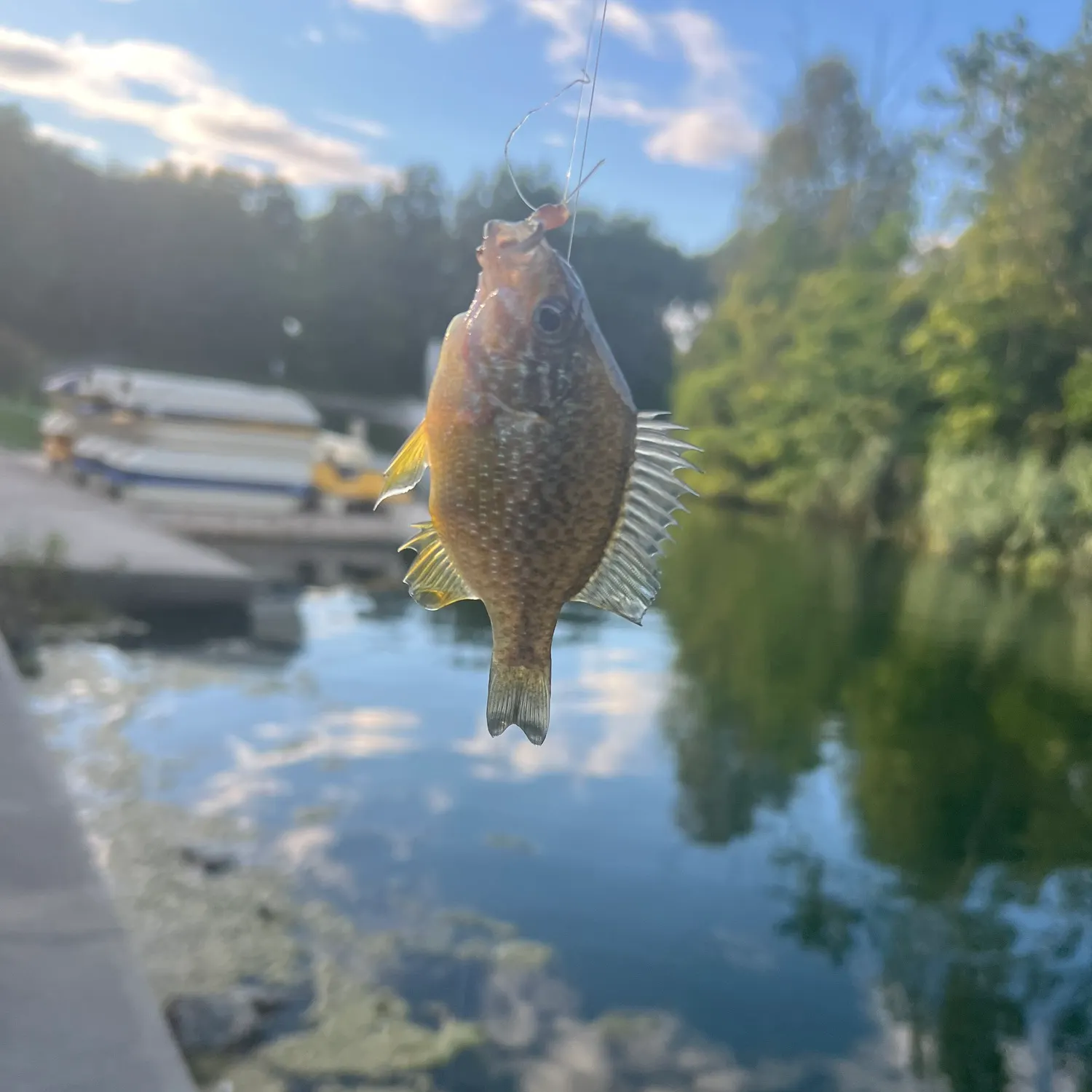 Pumpkinseed caught on Fishbrain