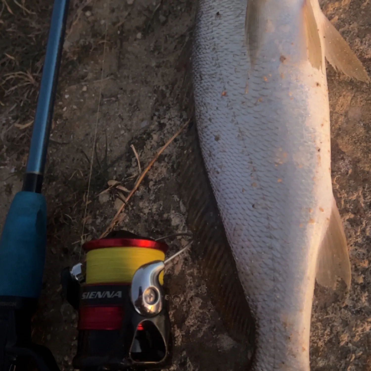 Japanese meagre caught on Fishbrain
