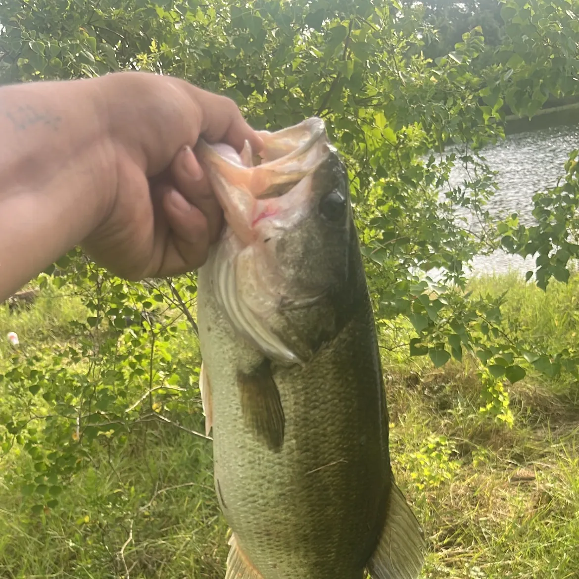 Largemouth bass caught on Fishbrain