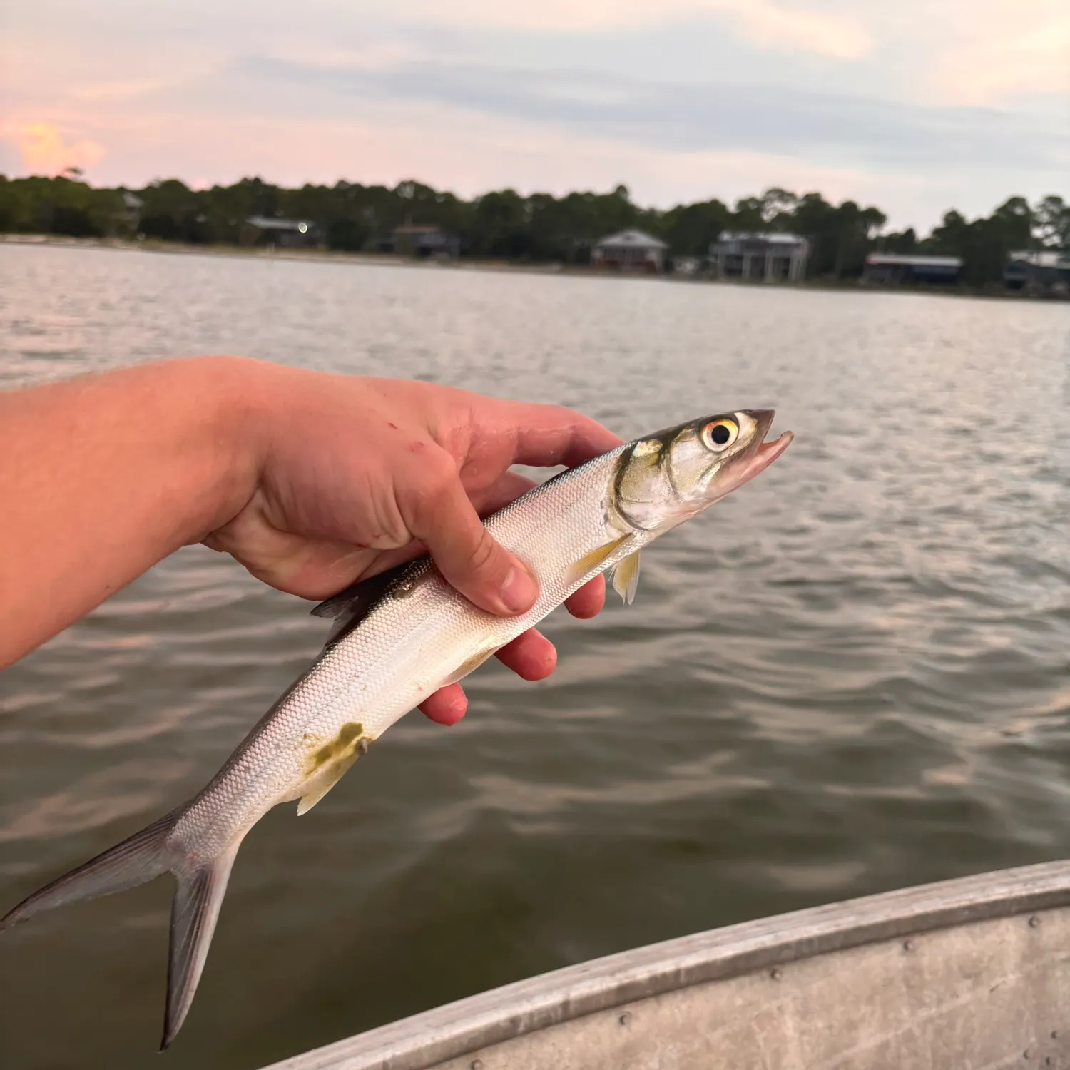 Ladyfish caught on Fishbrain