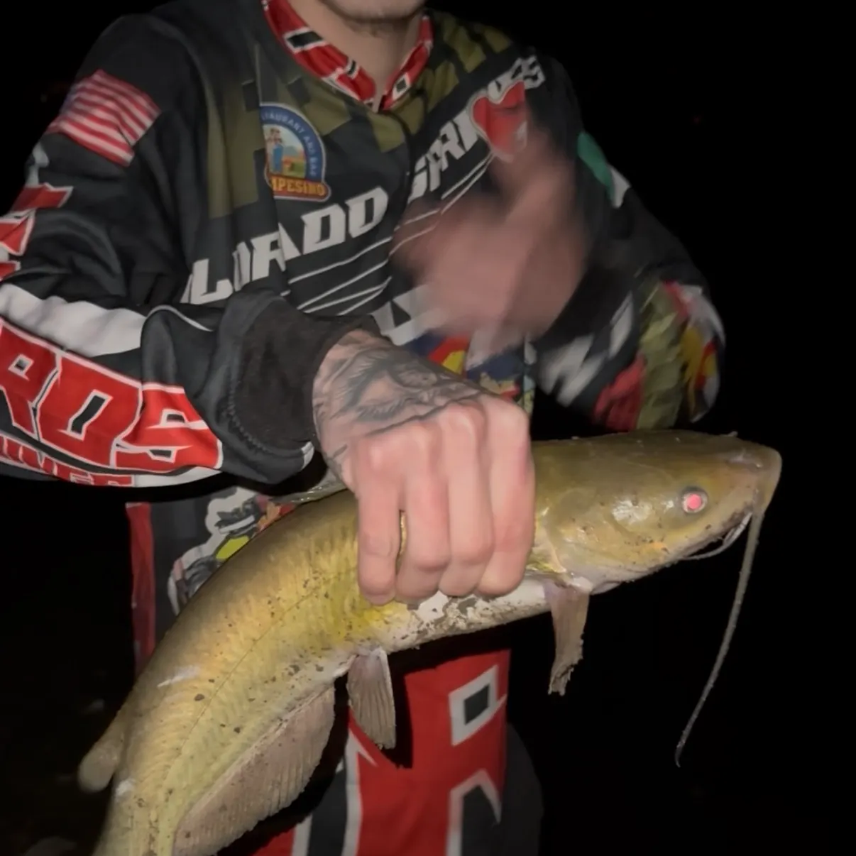 Channel catfish caught on Fishbrain