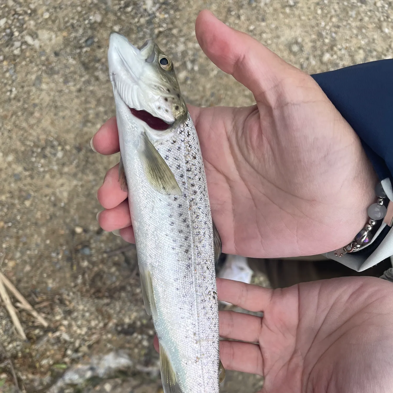 Sea trout caught on Fishbrain