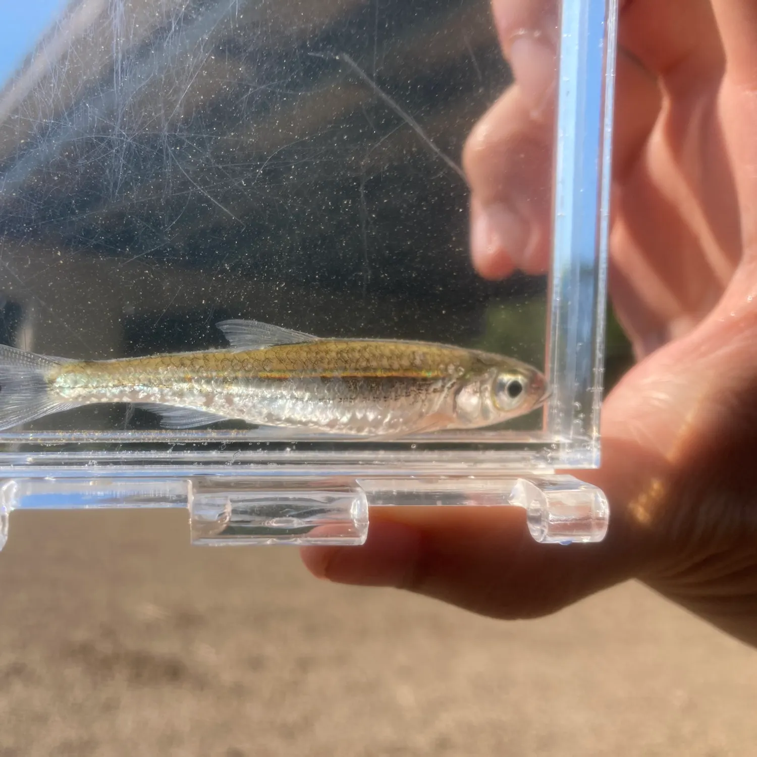 The most recent Bigeye shiner catches on Fishbrain
