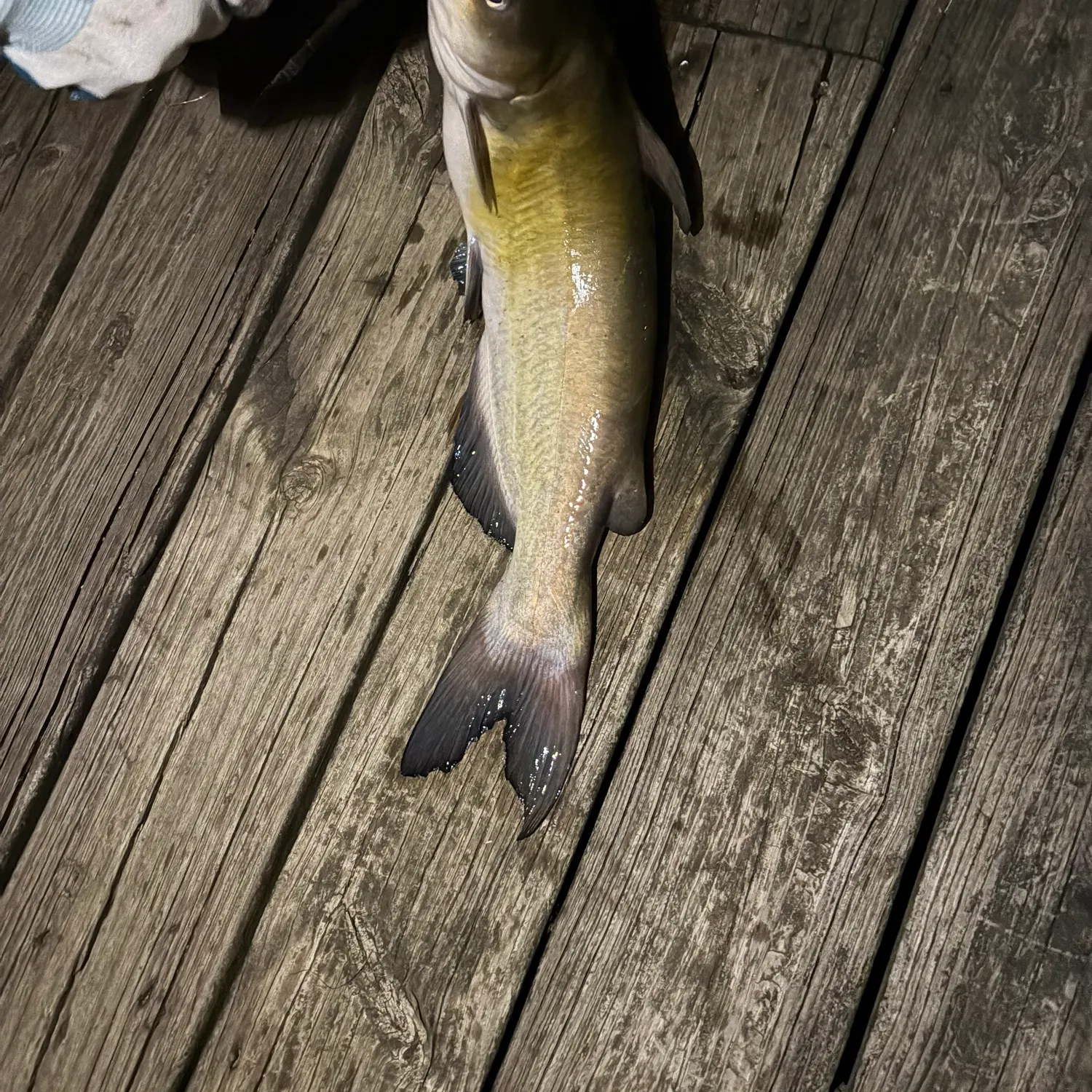 Channel catfish caught on Fishbrain