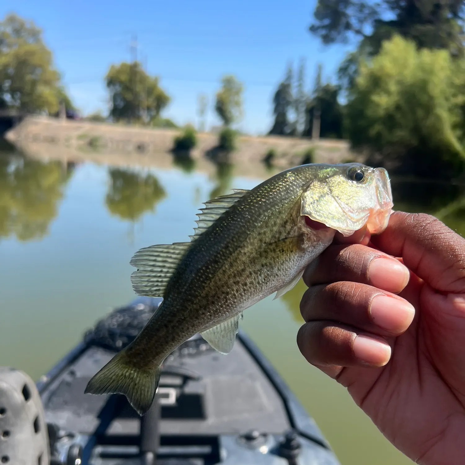 Fish caught on Fishbrain