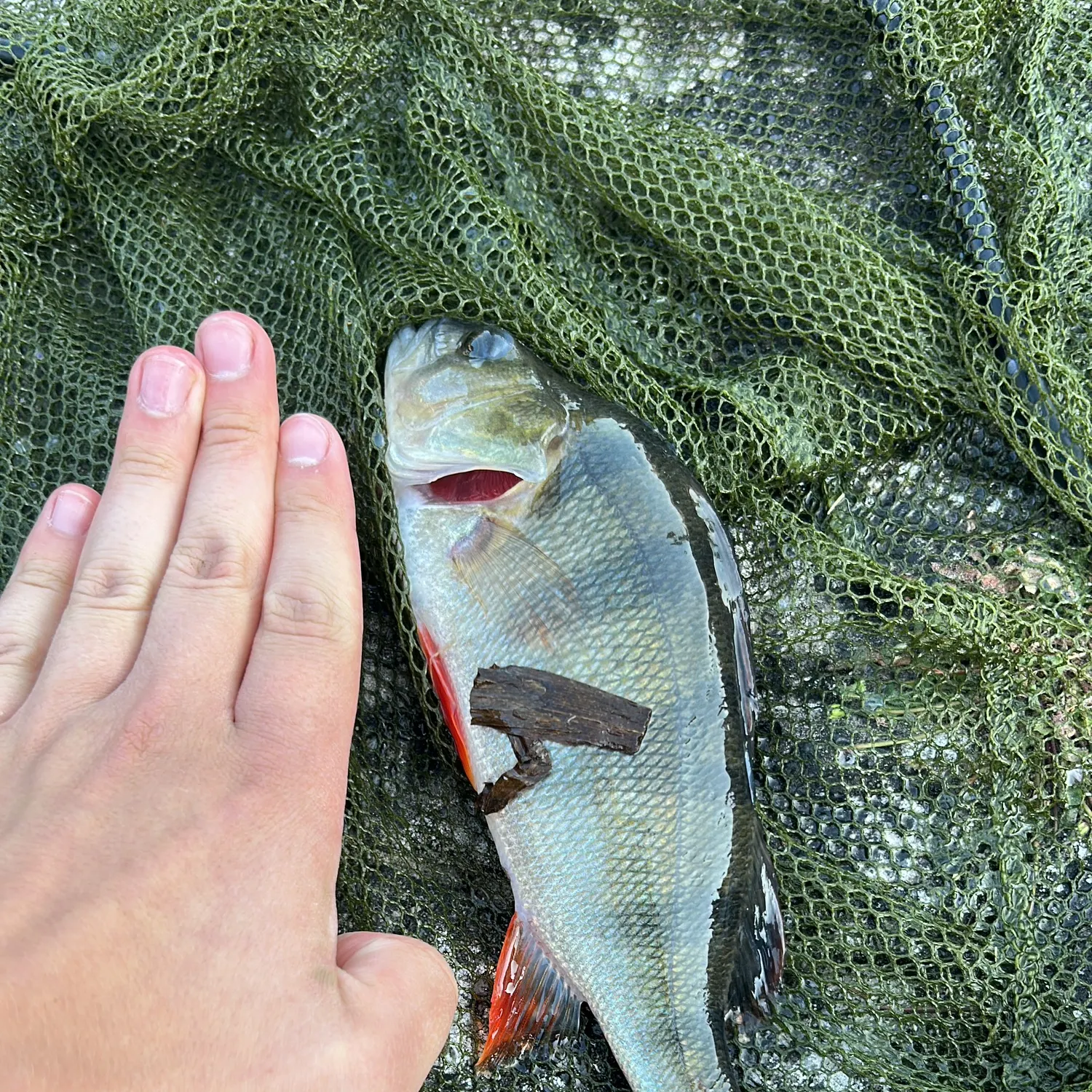 European perch caught on Fishbrain