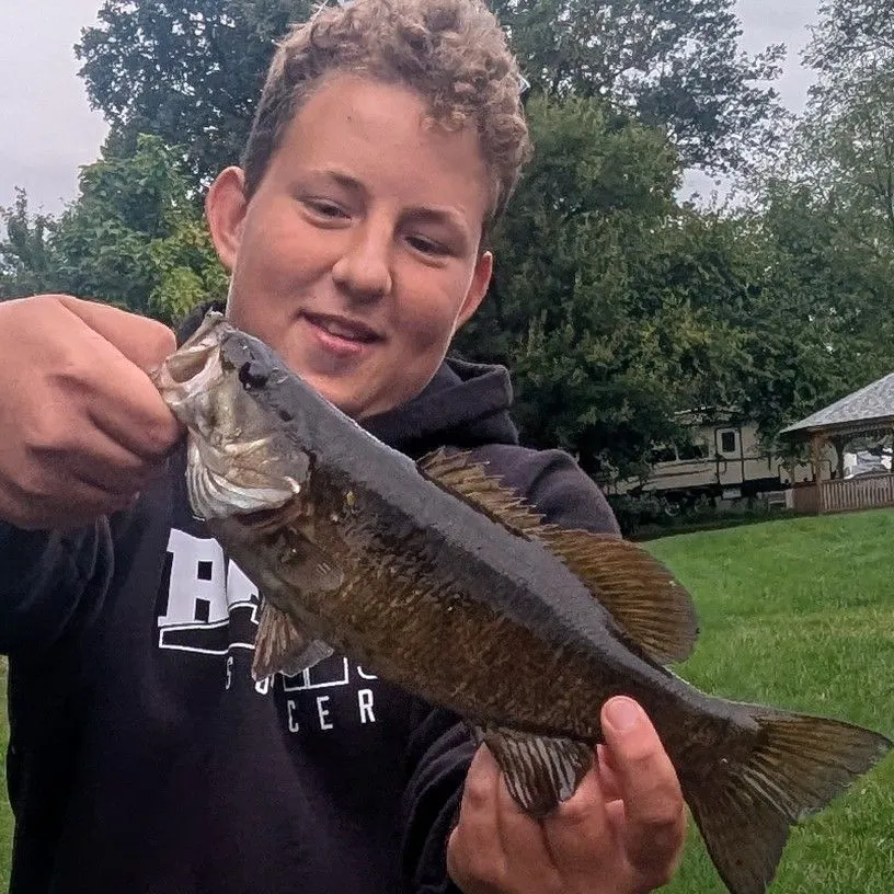 Smallmouth bass caught on Fishbrain