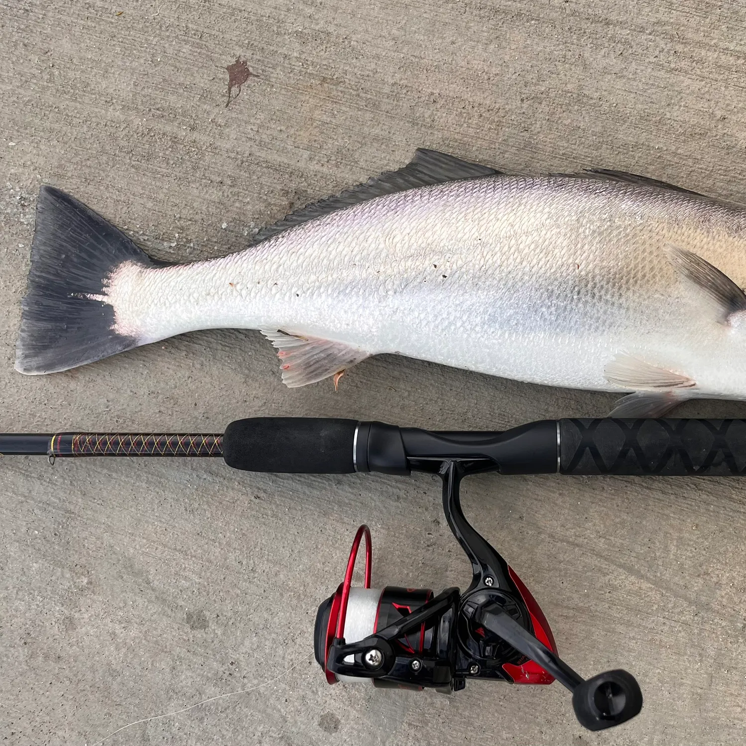 The most recent Shortfin corvina catches on Fishbrain