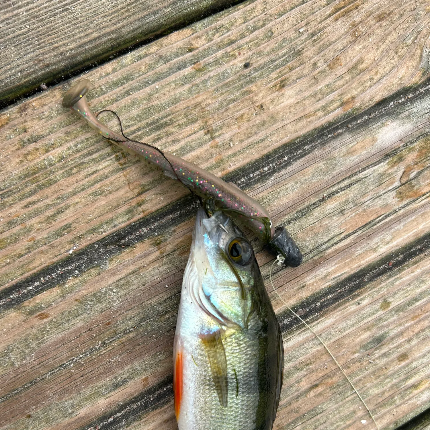 Fish caught on Fishbrain