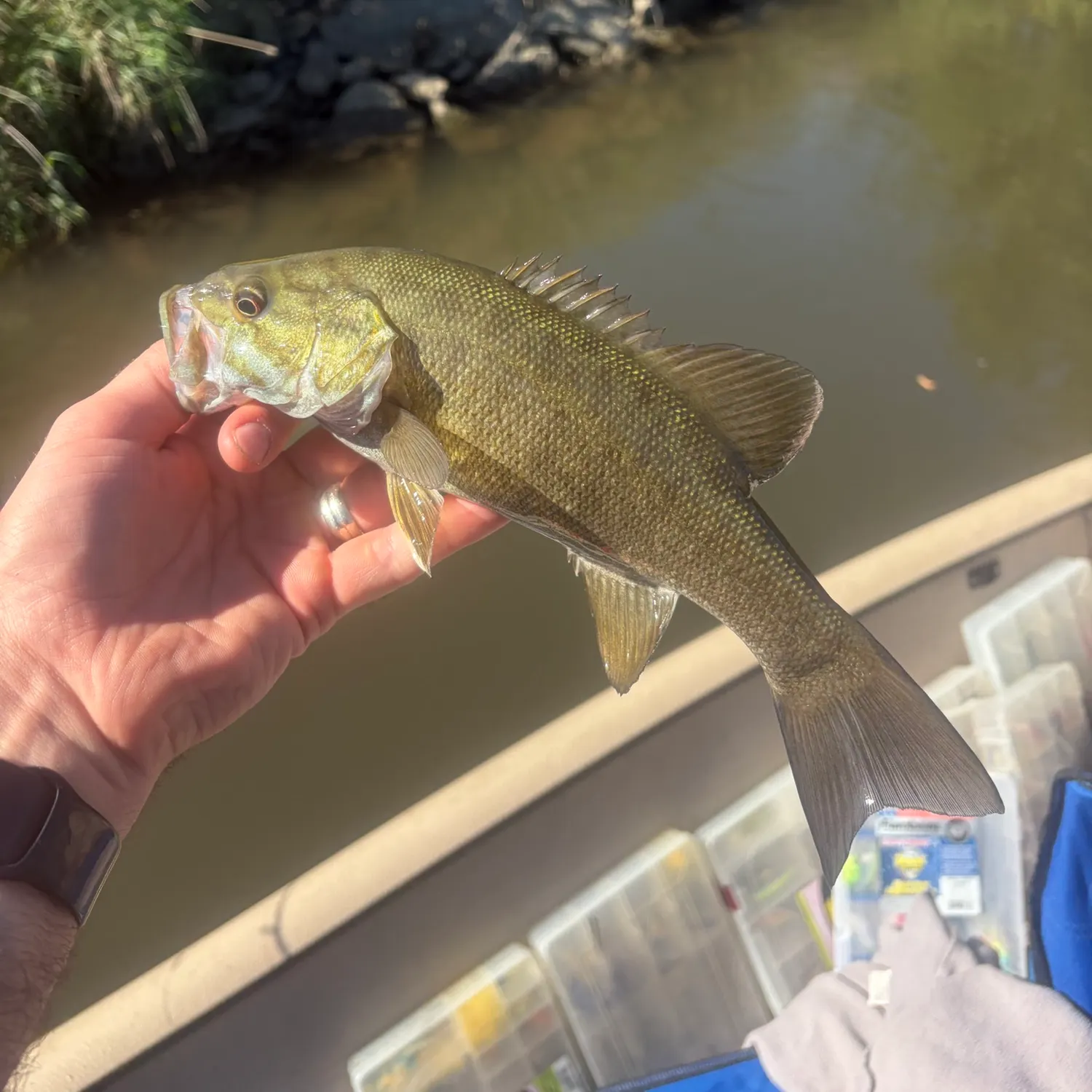 Smallmouth bass caught on Fishbrain