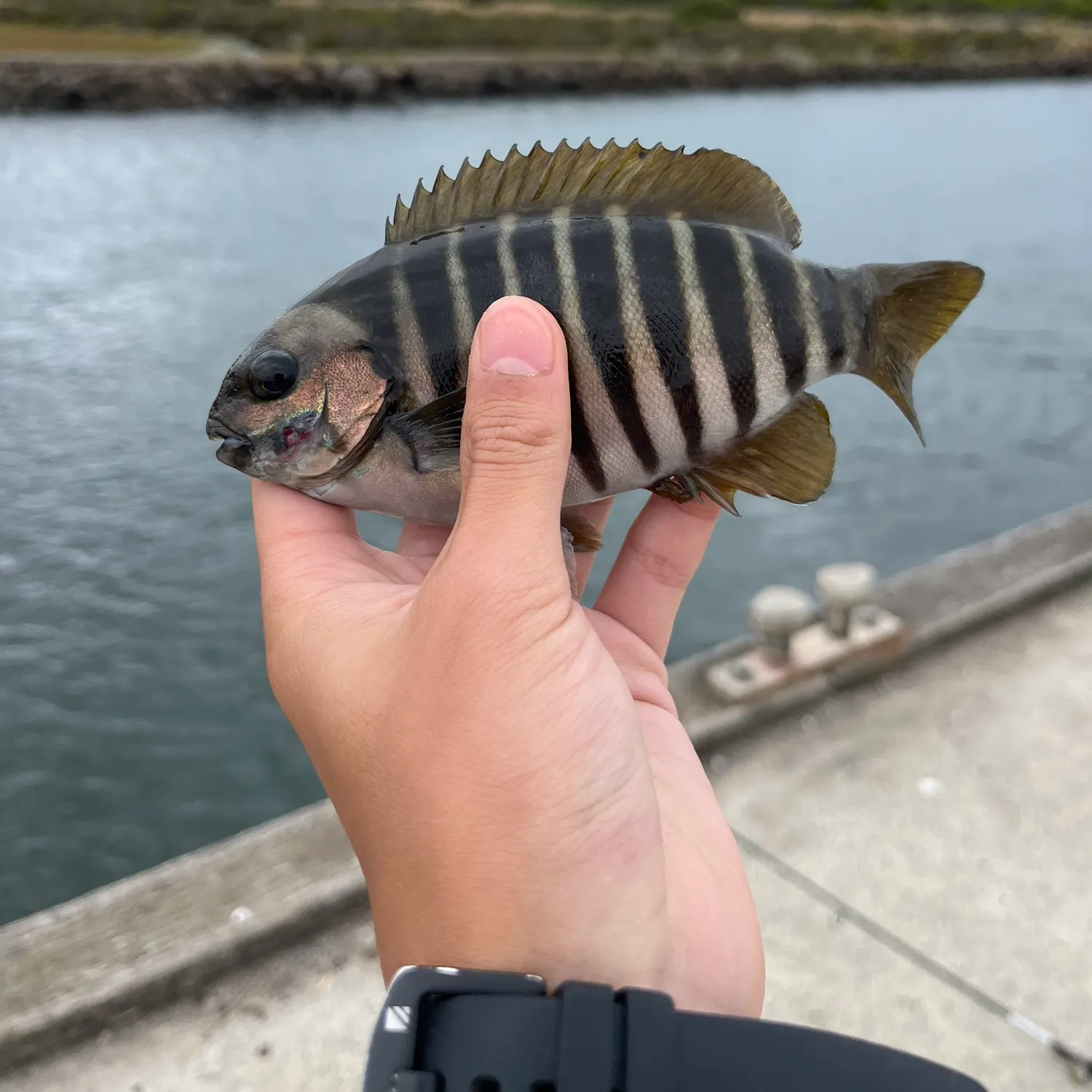 The most recent Zebra fish catches on Fishbrain