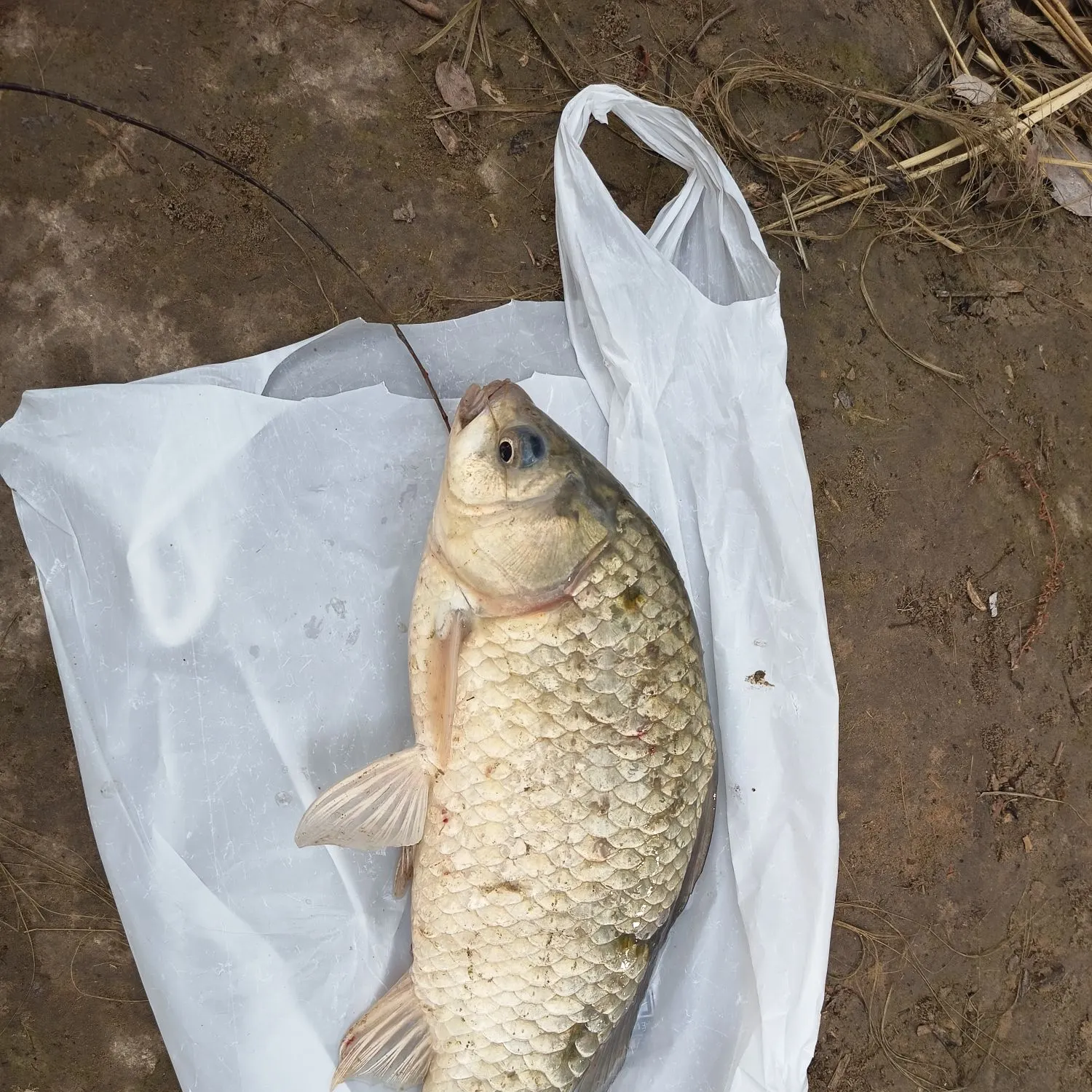 Crucian carp caught on Fishbrain