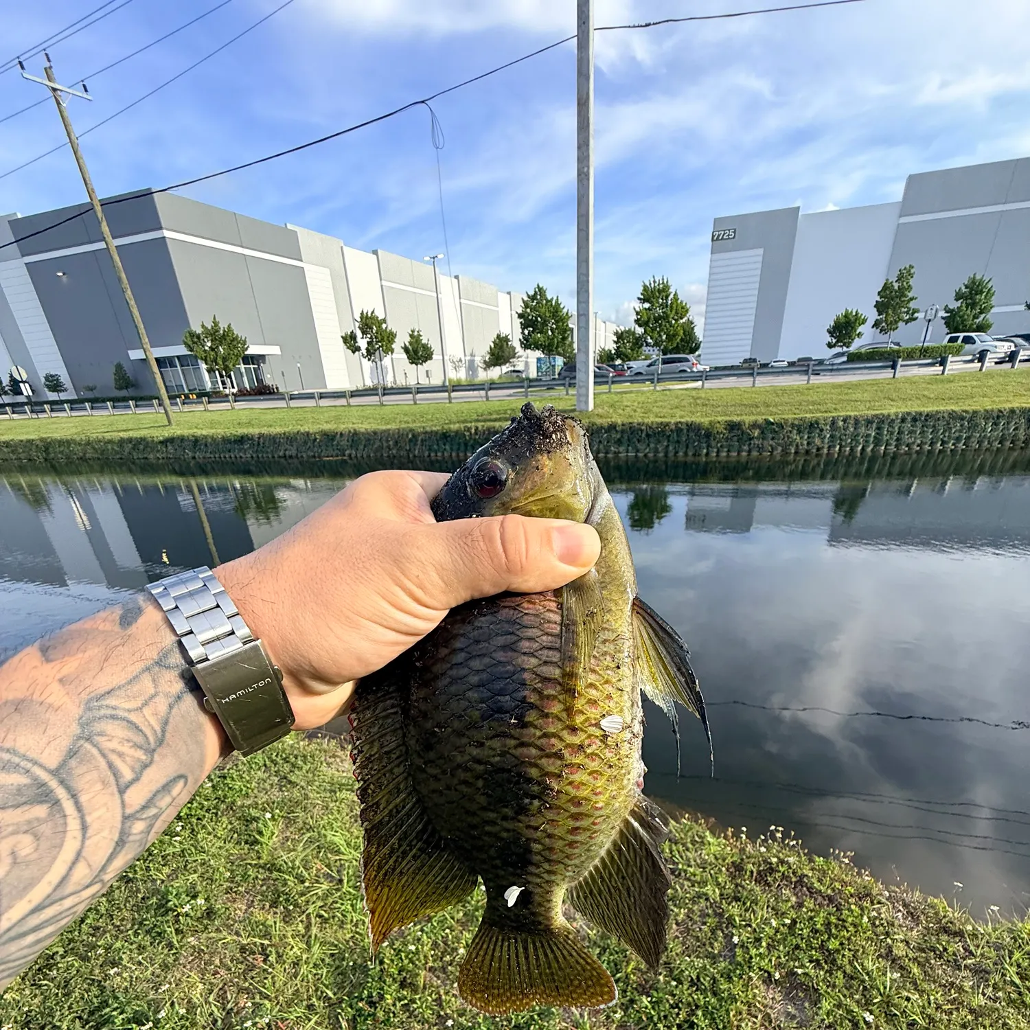 The most recent Spotted tilapia catches on Fishbrain