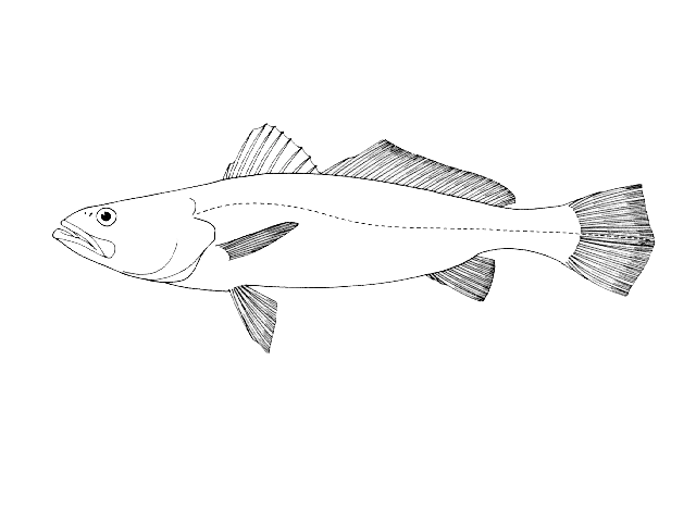 Orangemouth weakfish