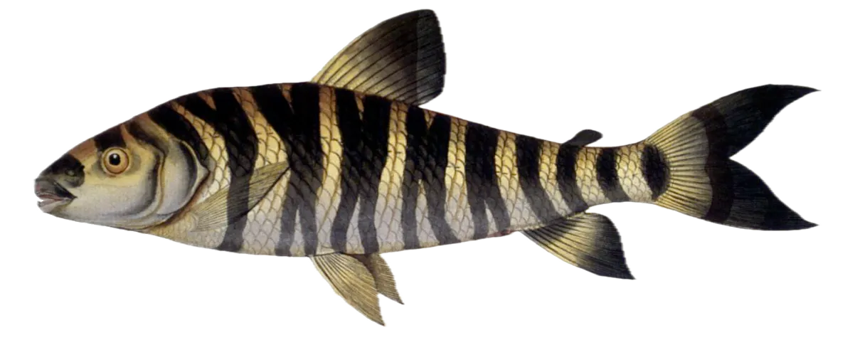 Striped leporinus