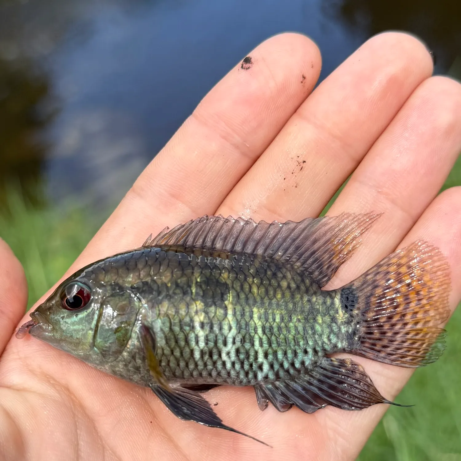 The most recent Dimerus cichlid catches on Fishbrain