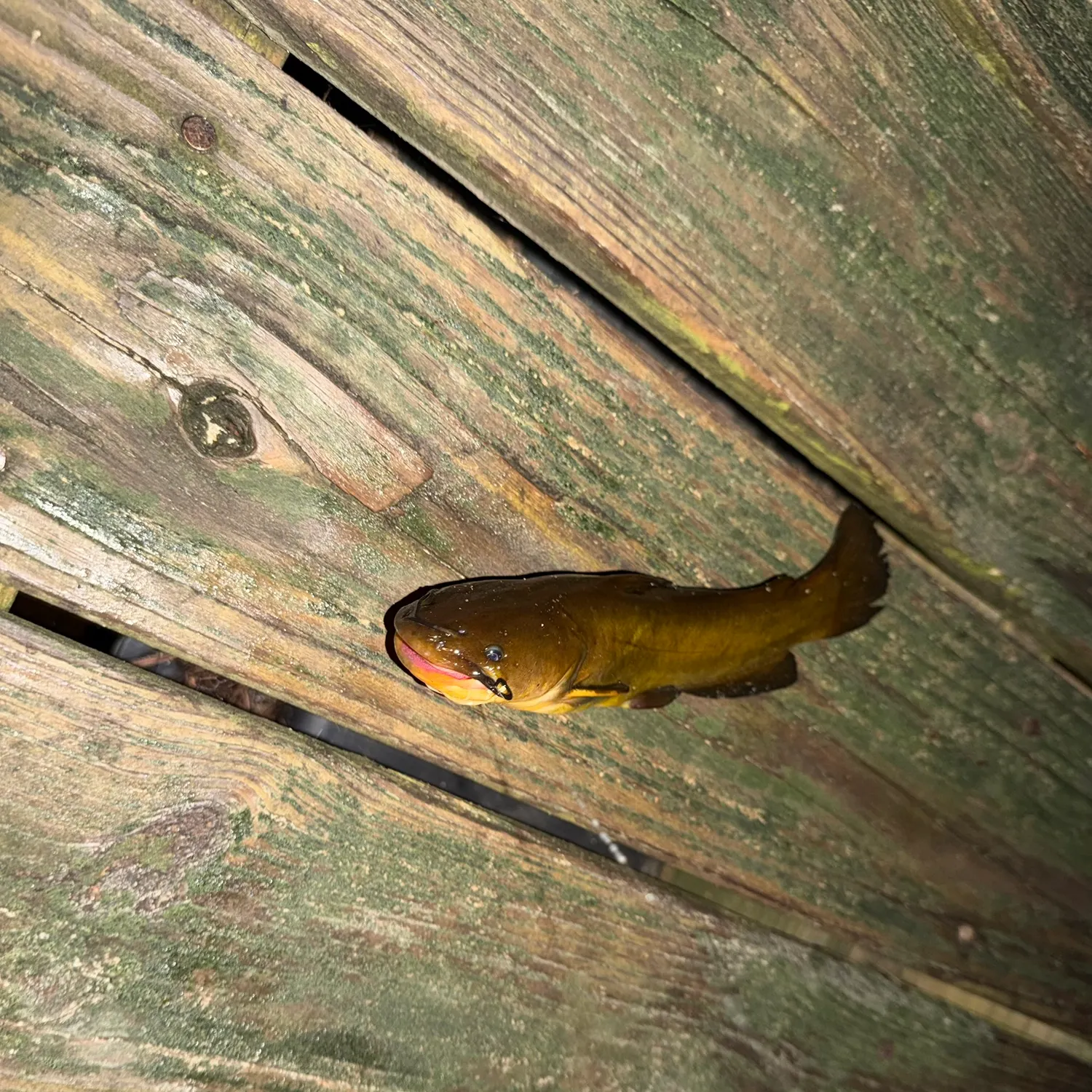Yellow bullhead caught on Fishbrain