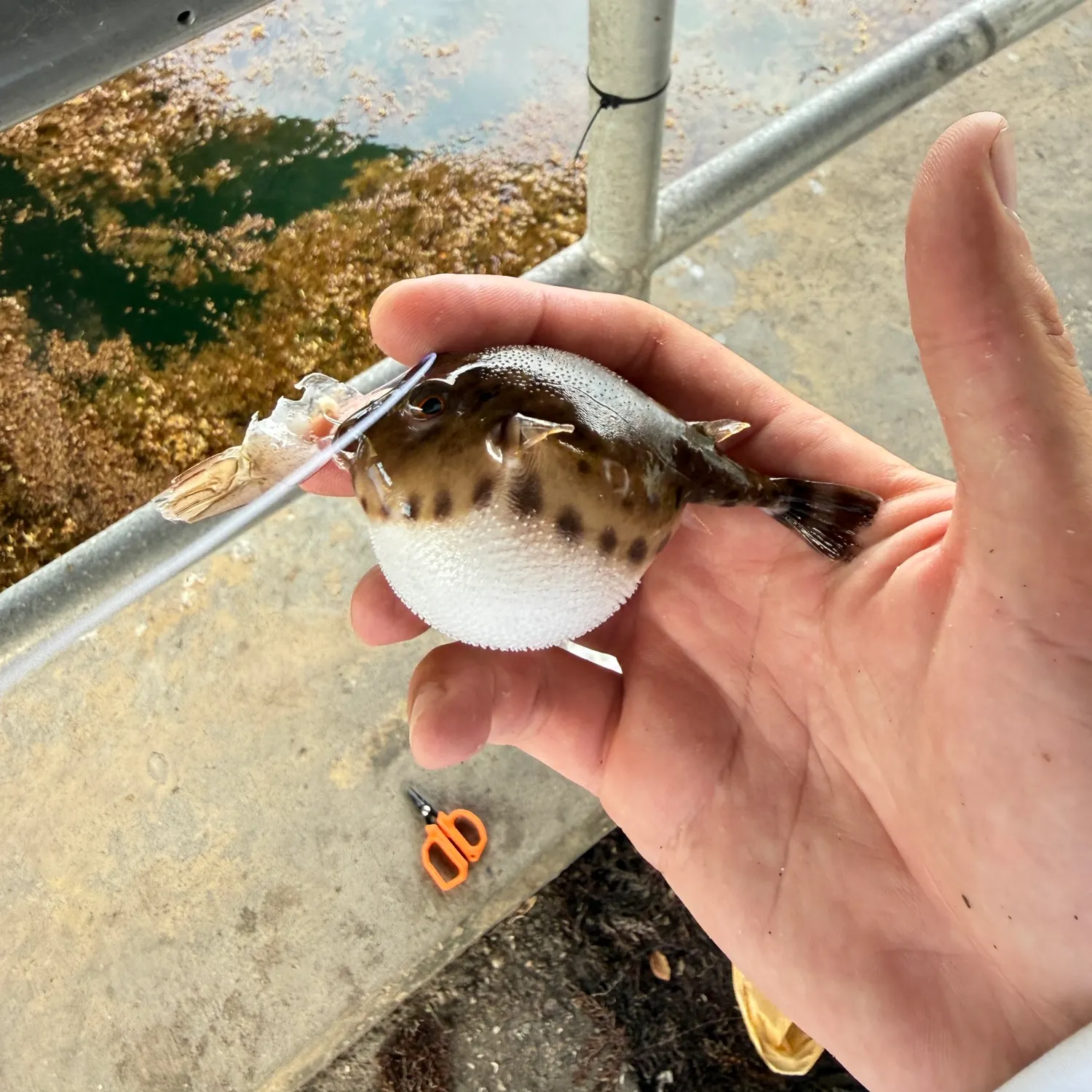 The most recent Bandtail puffer catches on Fishbrain